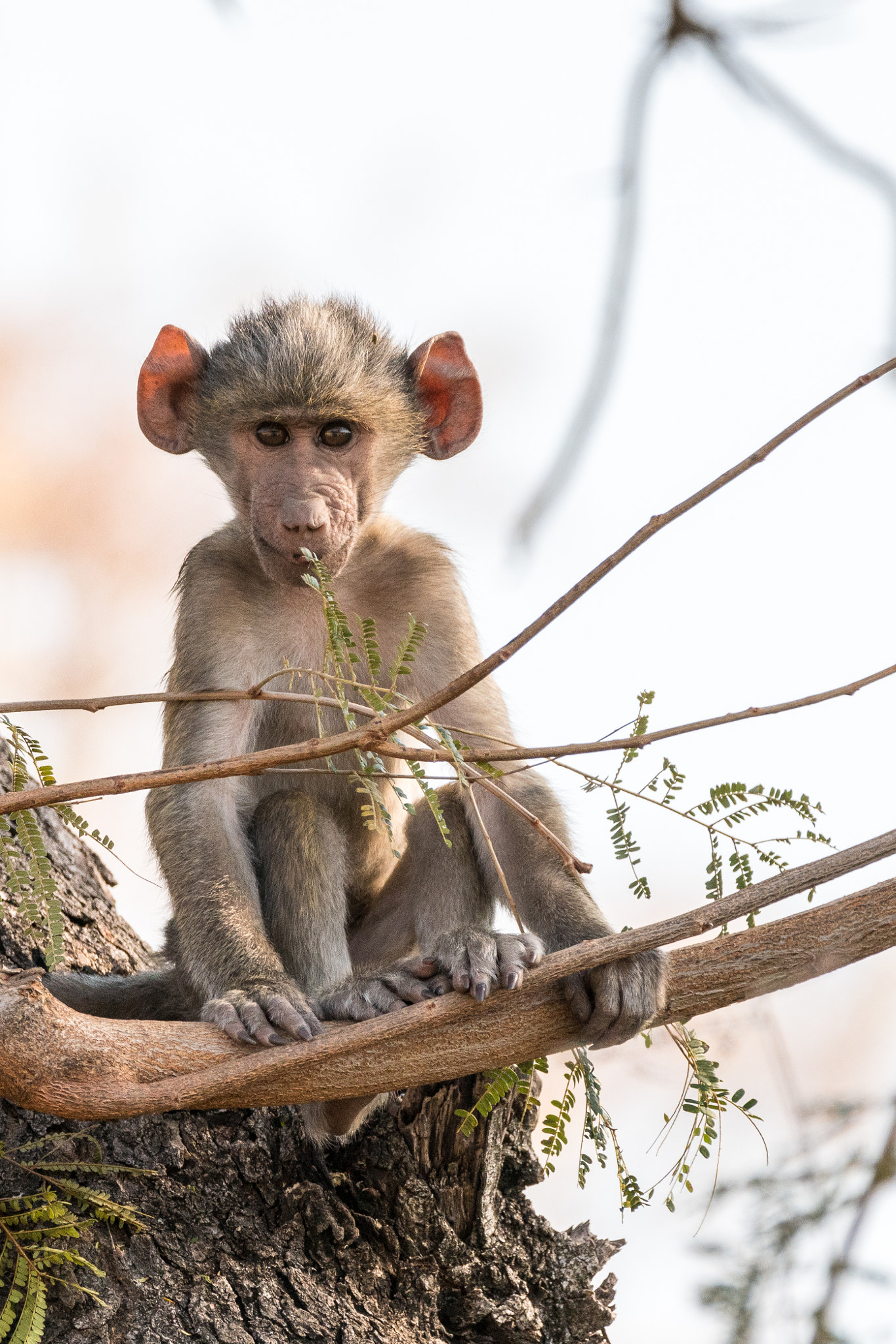 Sony a7R II + Tamron SP 150-600mm F5-6.3 Di VC USD sample photo. Baby baboon photography