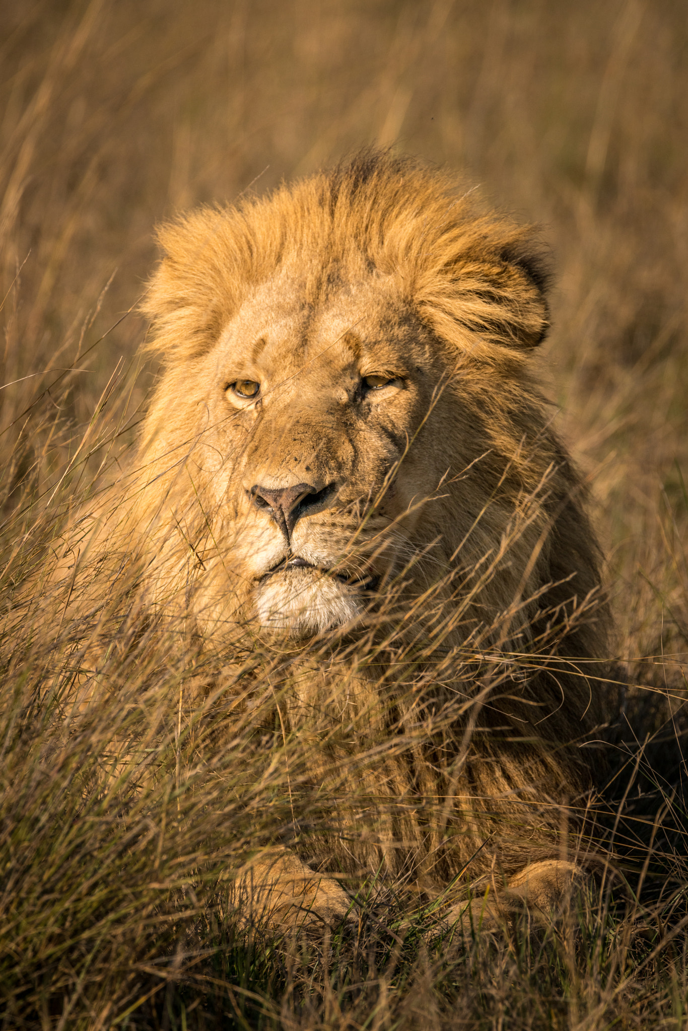 Sony a7R II sample photo. Lions of a triad coalition photography