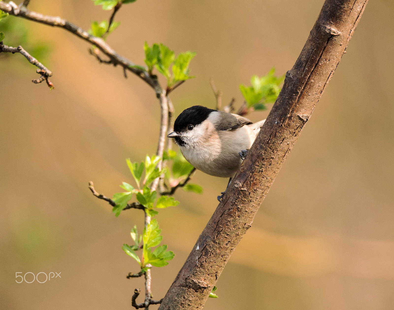 Nikon D750 sample photo. Marsh tit photography