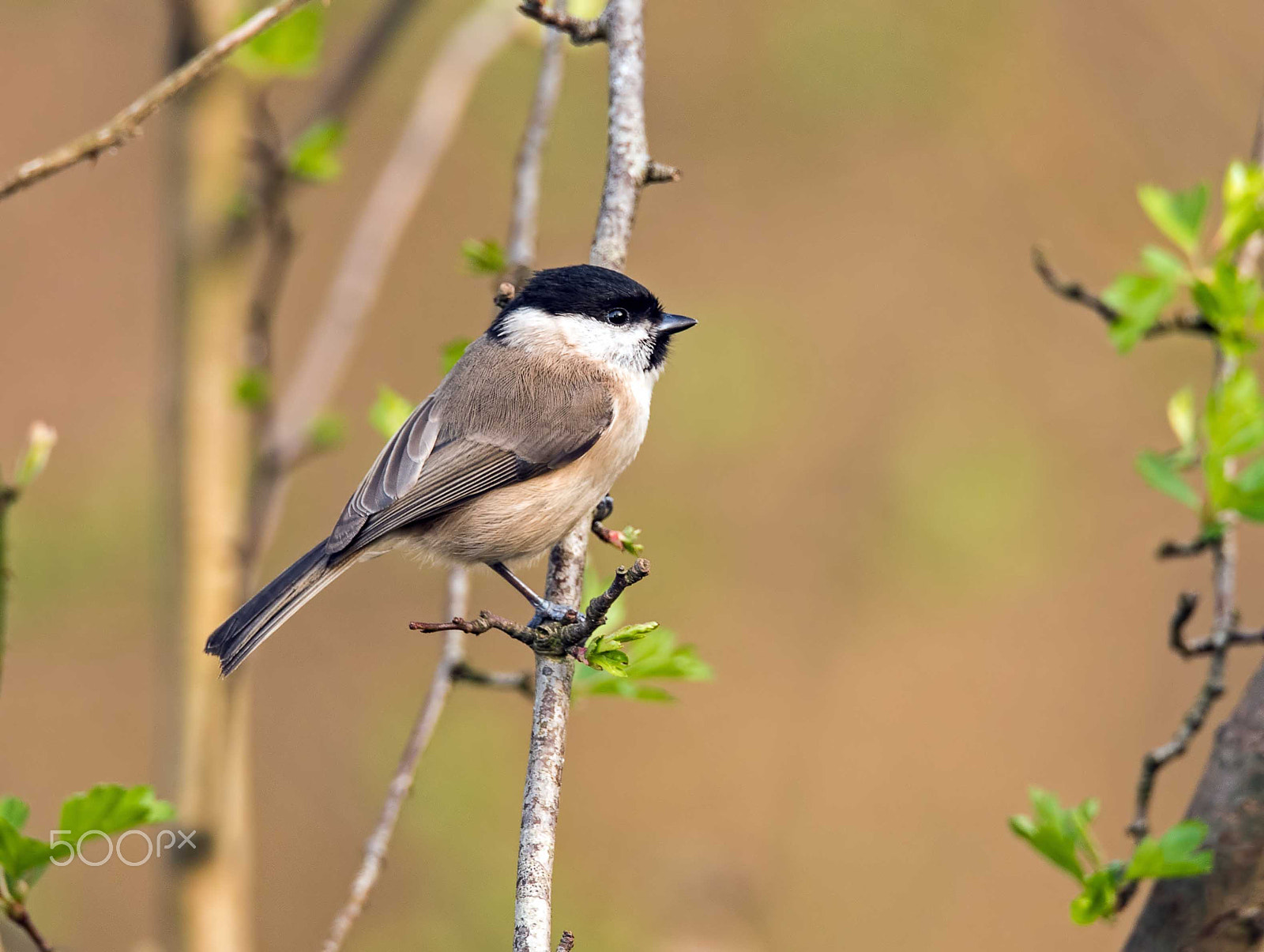 Nikon D750 + Sigma 150-600mm F5-6.3 DG OS HSM | S sample photo. Marsh tit photography