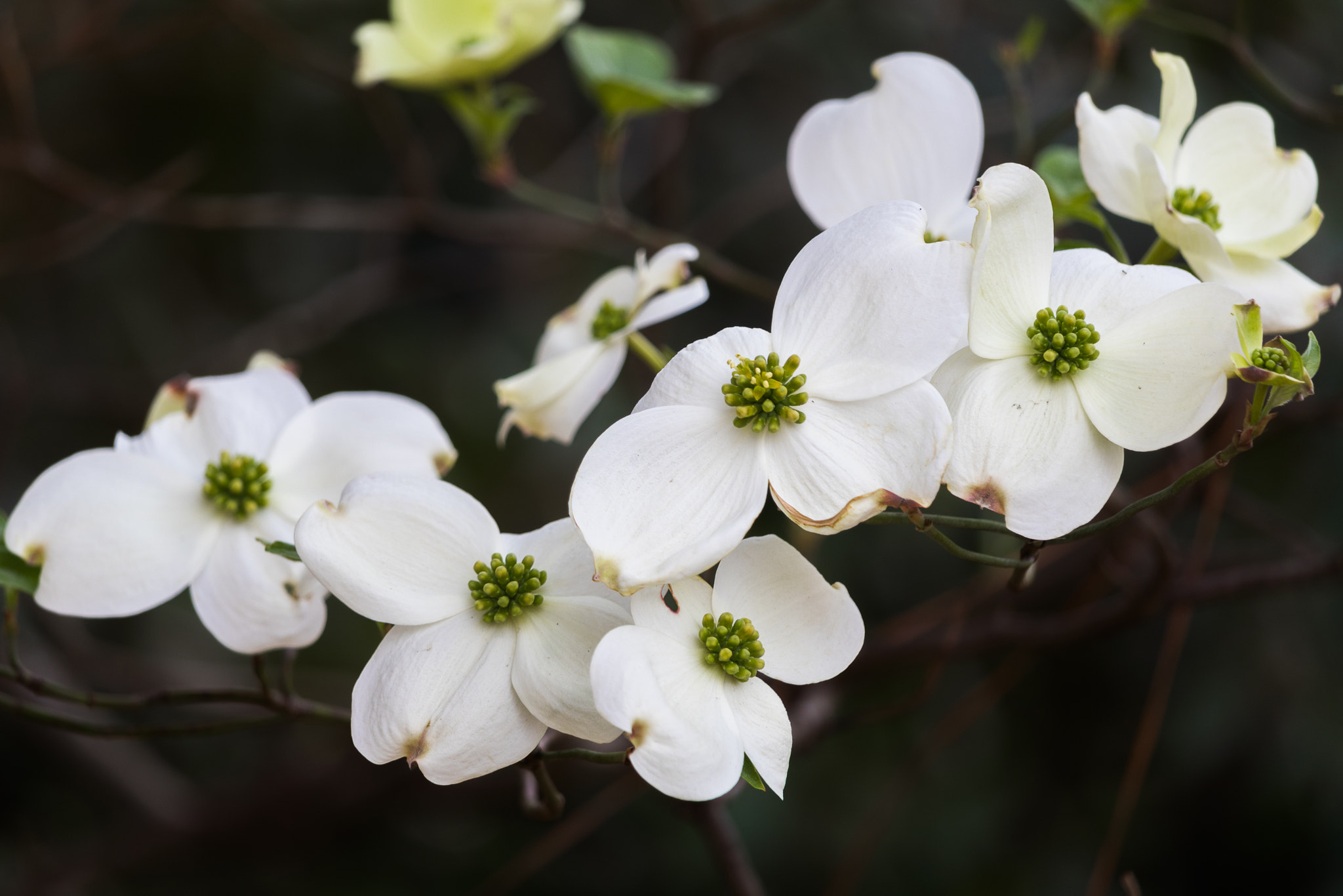 Canon EF-S 55-250mm F4-5.6 IS STM sample photo. Dogwood blooms photography