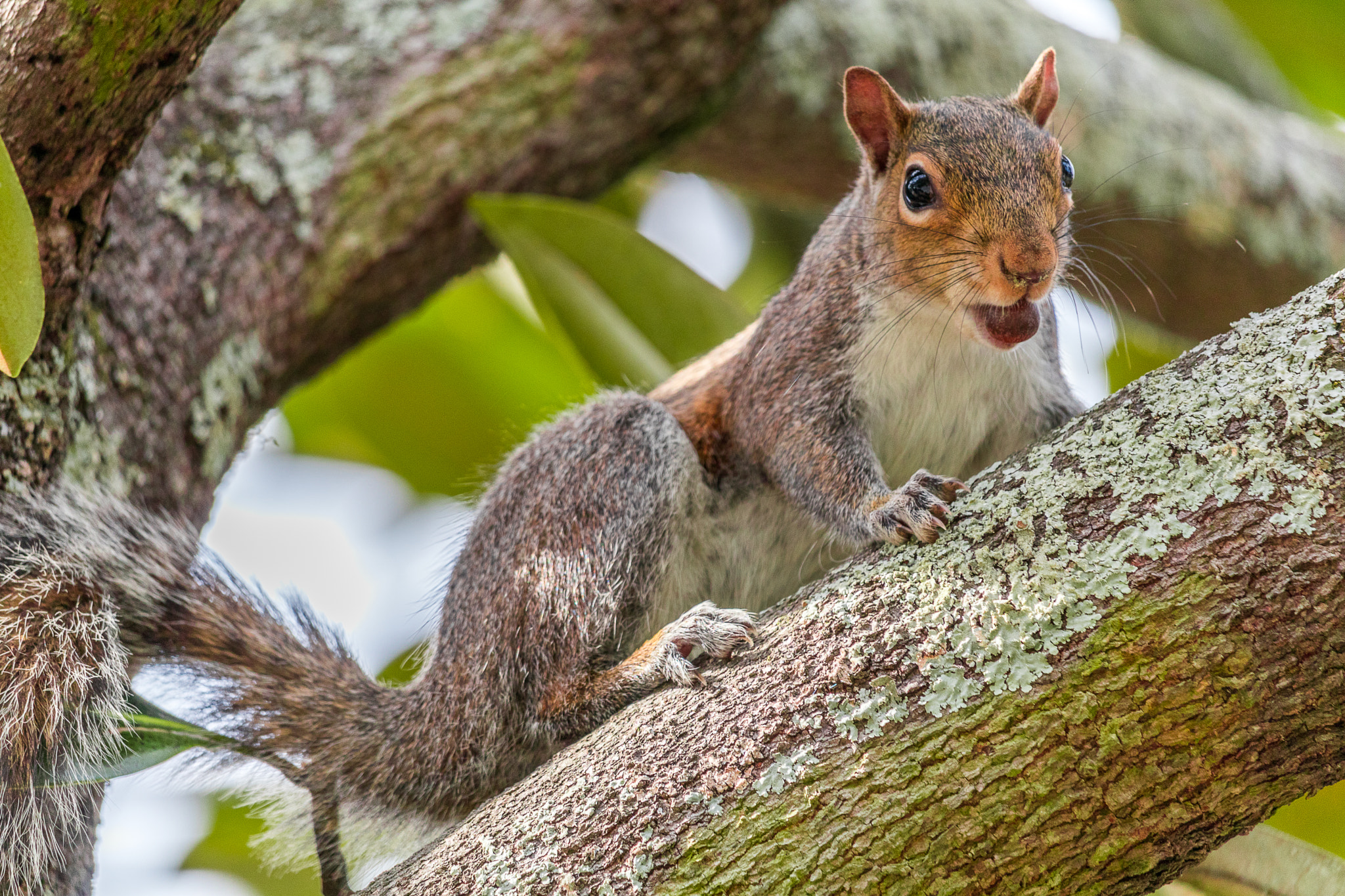 Canon EF-S 55-250mm F4-5.6 IS STM sample photo. Squirrel photography