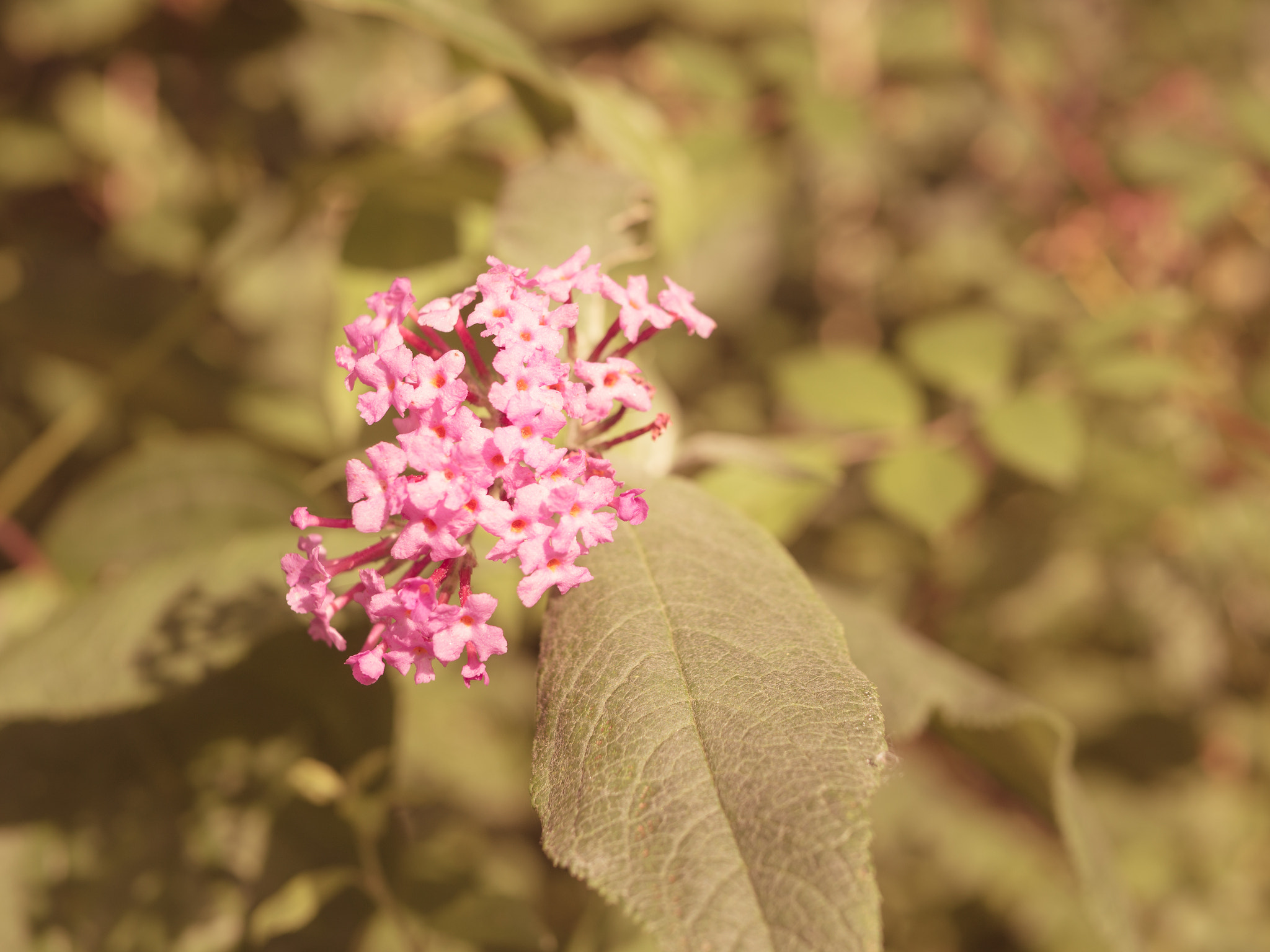 Olympus OM-D E-M10 + LUMIX G 25/F1.7 sample photo. Buds photography