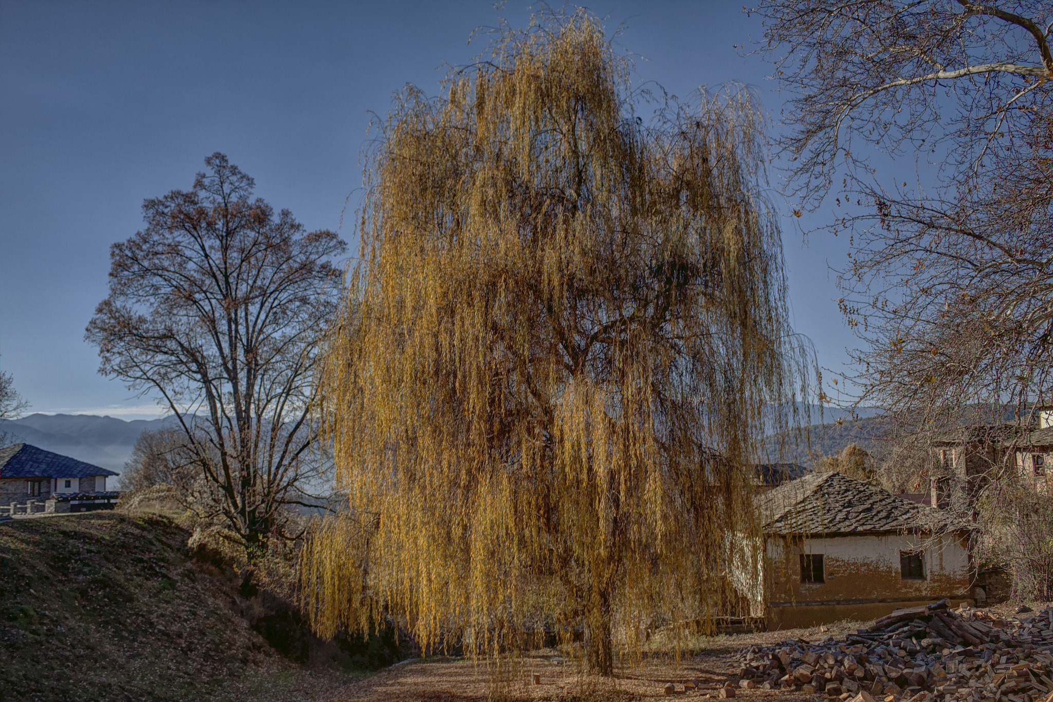 Canon EOS 50D sample photo. Willow tree, leshten photography