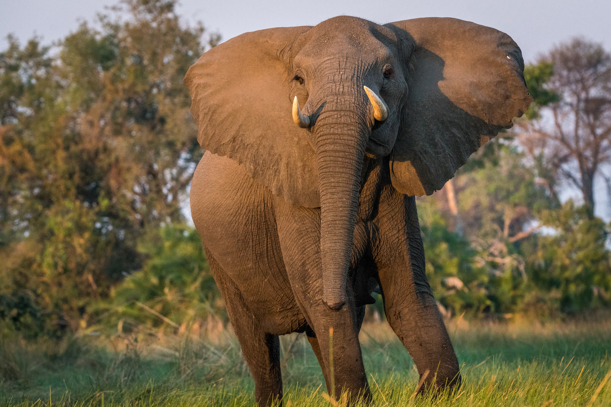 Sony a7R II sample photo. Elephant in the river photography