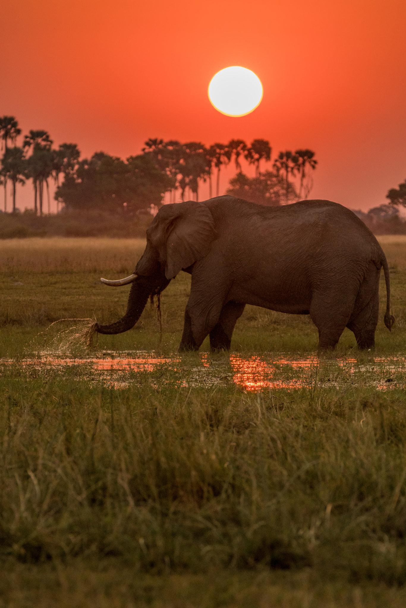 Sony a7R II + Tamron SP 150-600mm F5-6.3 Di VC USD sample photo. Sunset and elephant photography