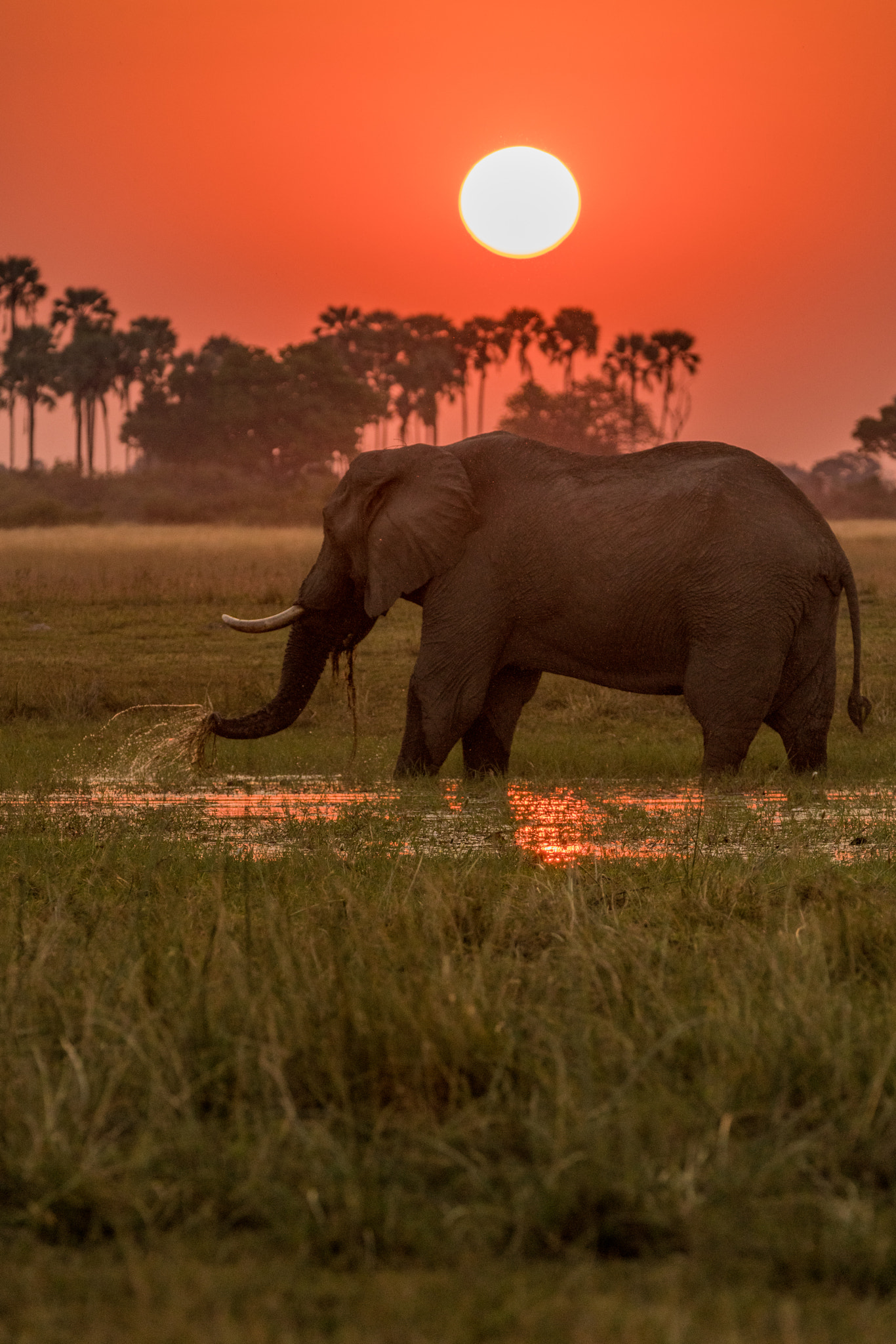 Sony a7R II sample photo. Sunset and elephant photography