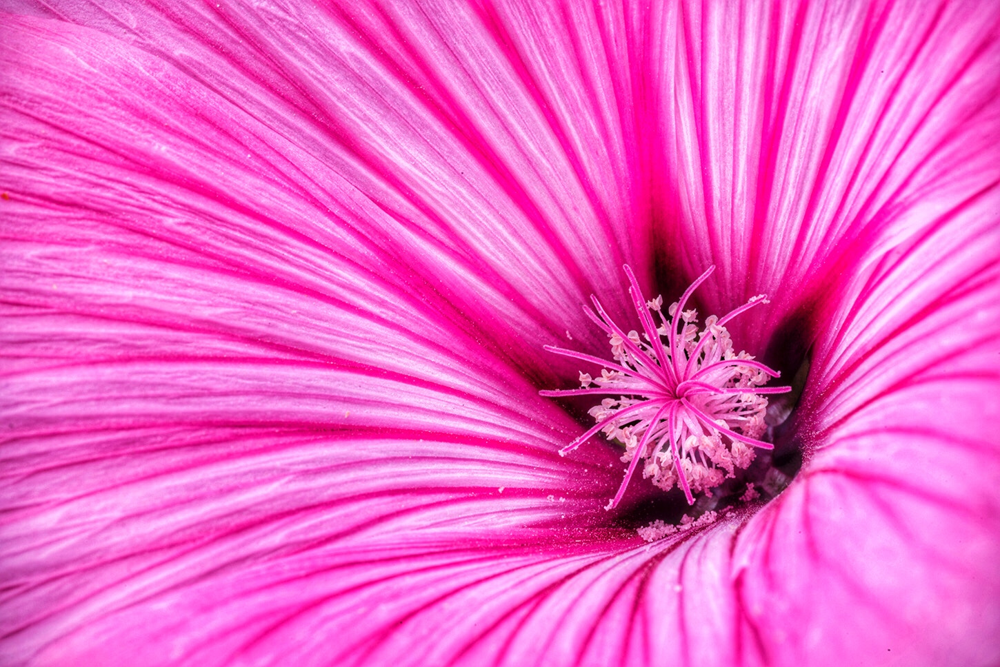 Tamron SP AF 90mm F2.8 Di Macro sample photo. Centerpoint photography