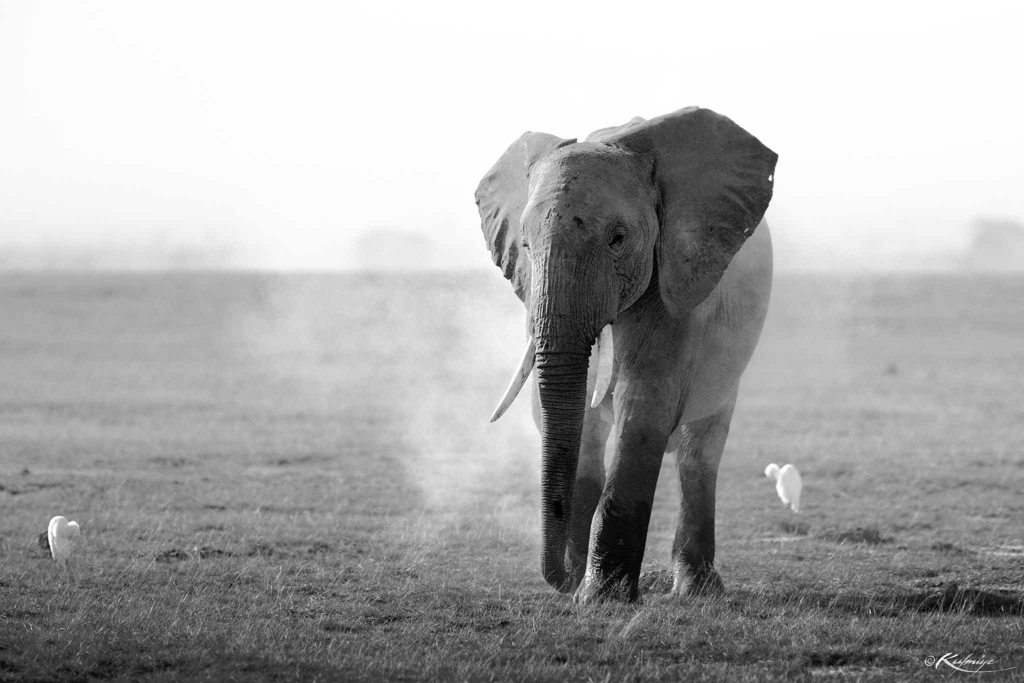 Canon EOS 5D sample photo. Amboseli elephant photography