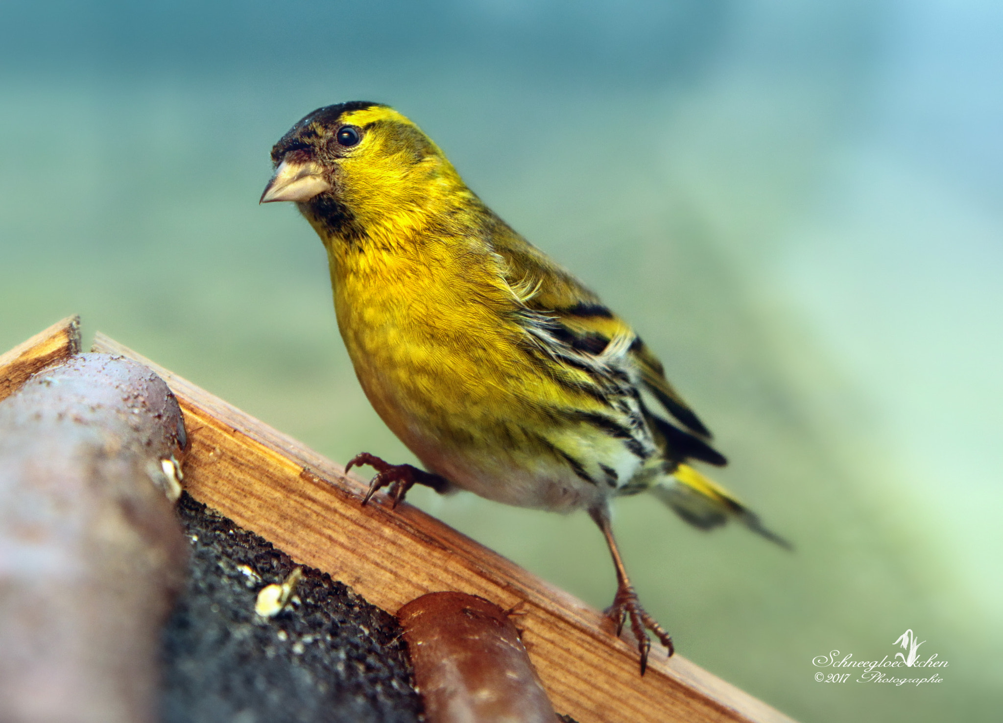Canon EOS 60D sample photo. Wer bist du denn? photography