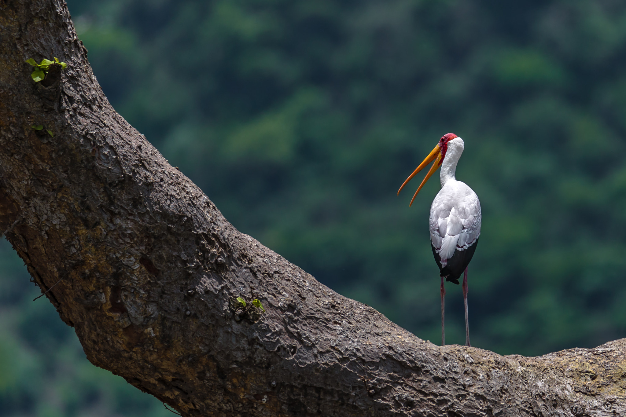 Canon EF 200-400mm F4L IS USM Extender 1.4x sample photo. Yellow billed stork photography
