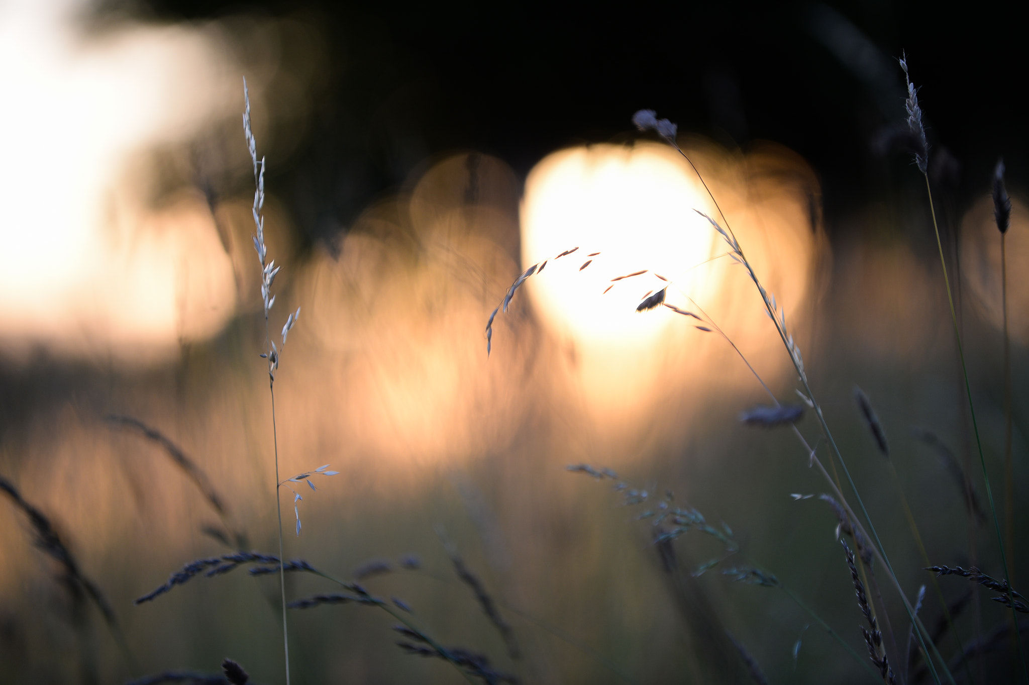 Nikon D4 sample photo. Lavender photography