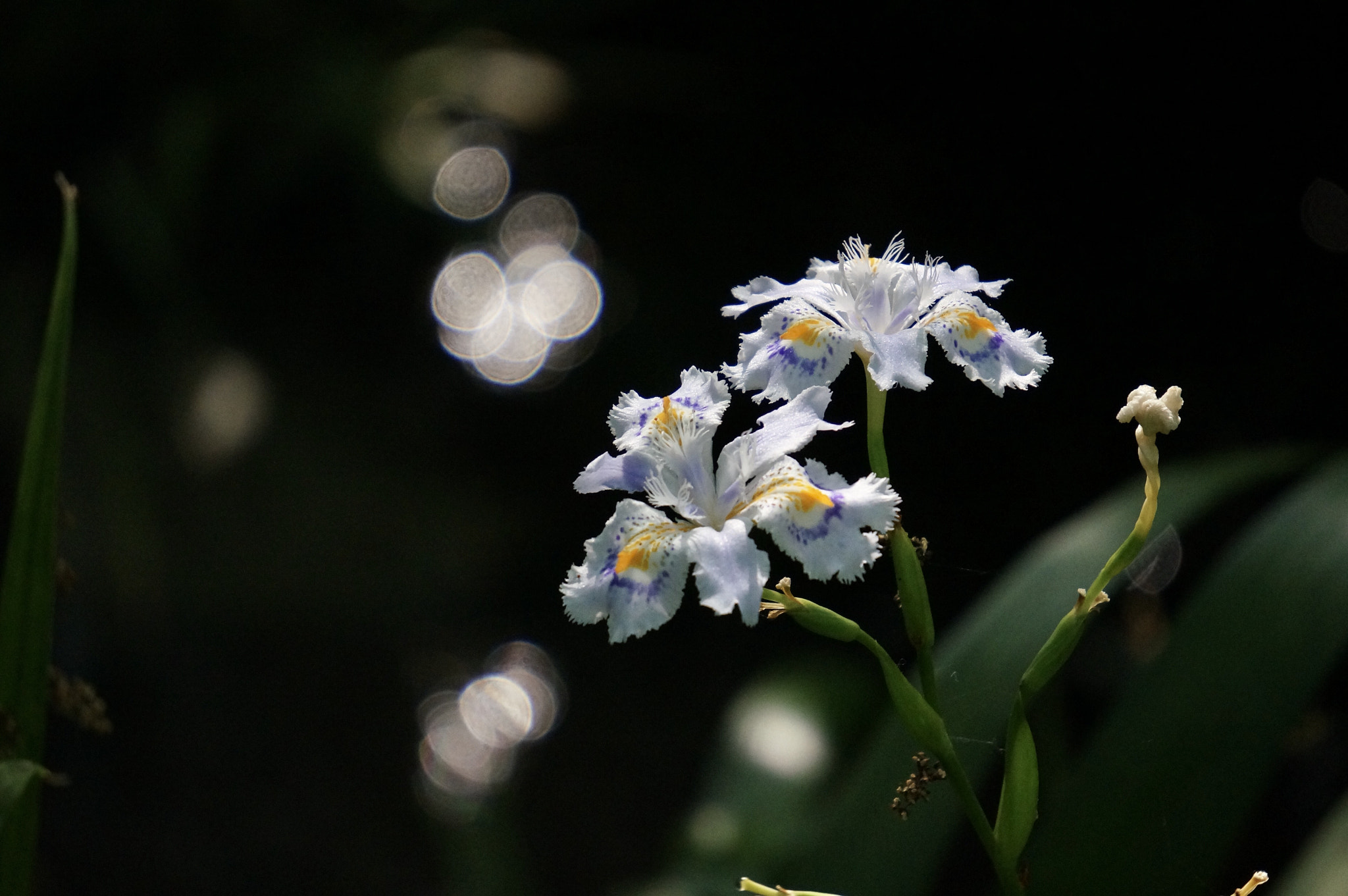 Sony Alpha NEX-6 sample photo. Iris japonica photography