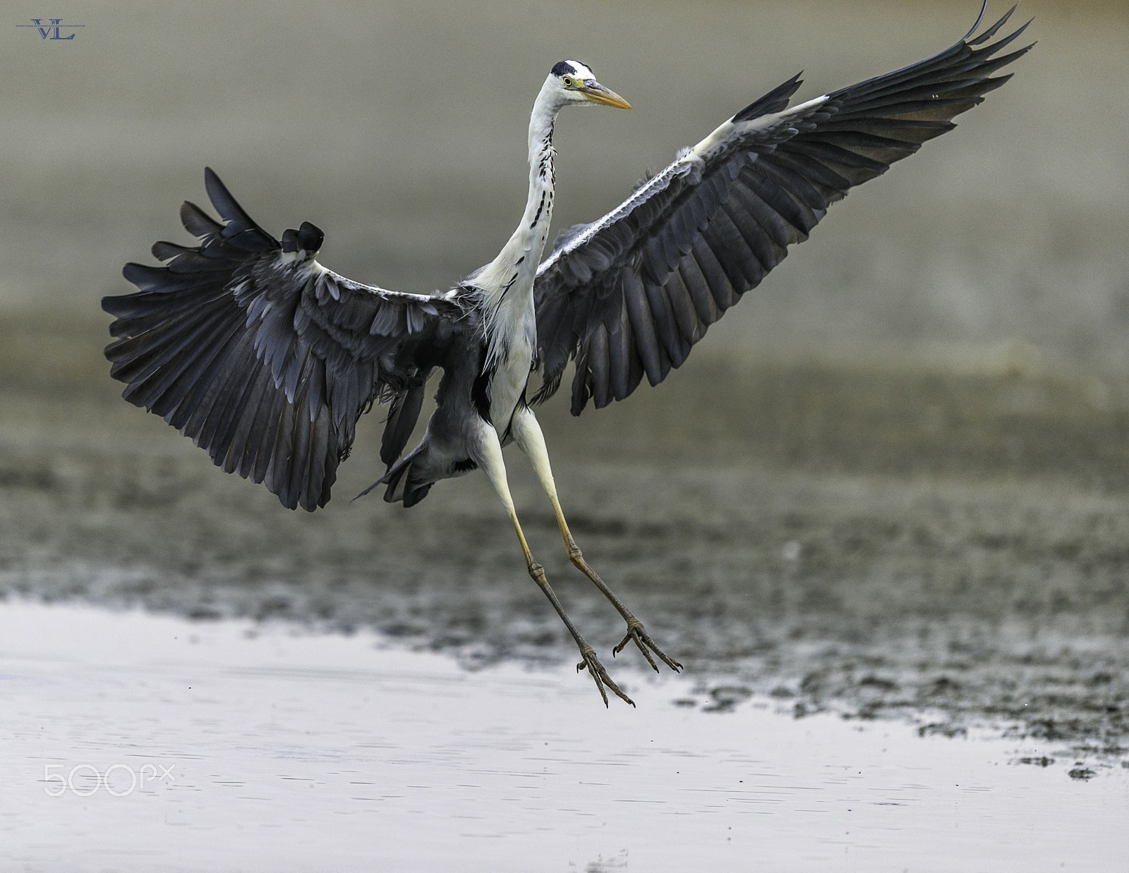 Canon EOS-1D X Mark II sample photo. Grey heron photography