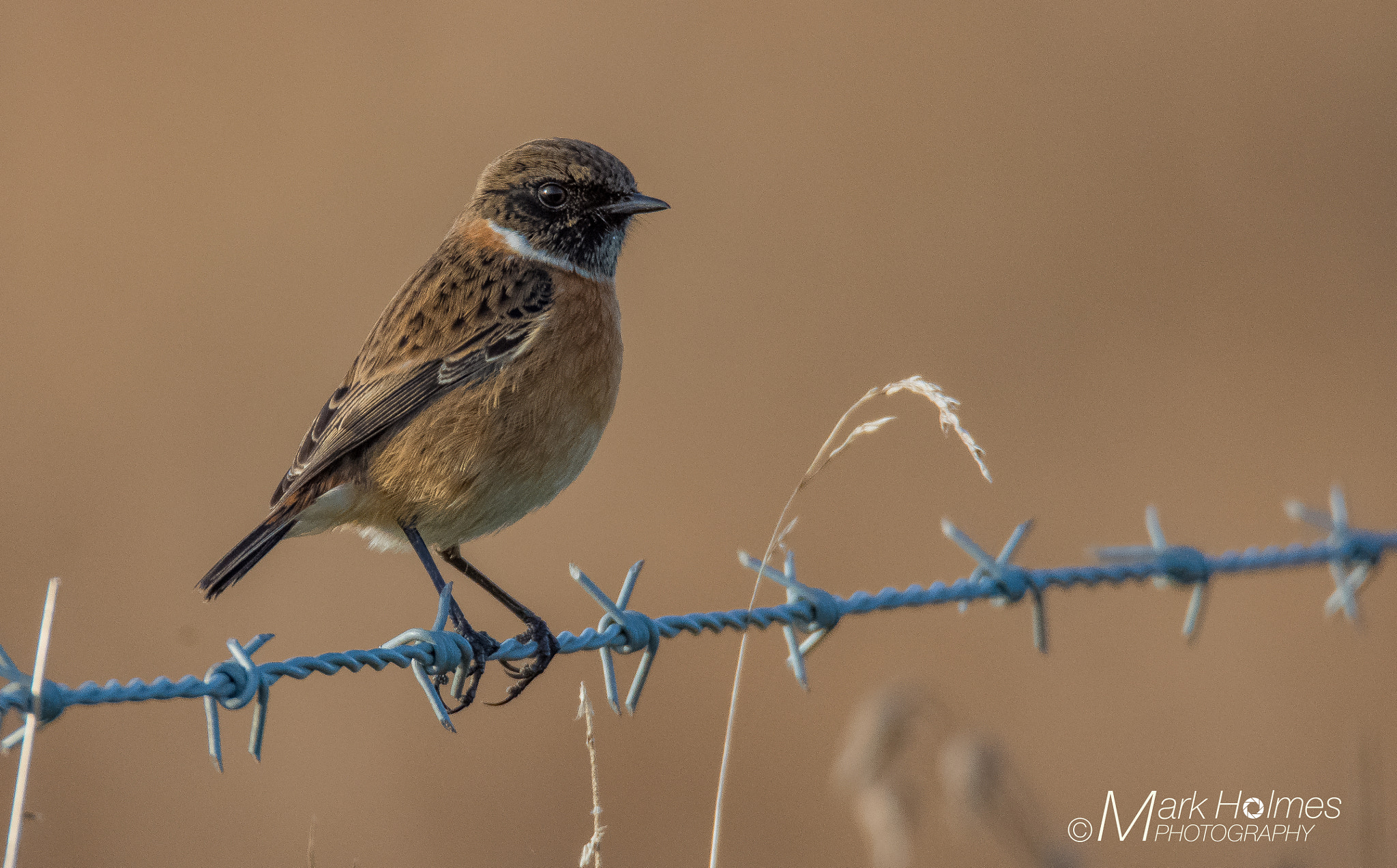 Nikon D7200 sample photo. Stonechat photography