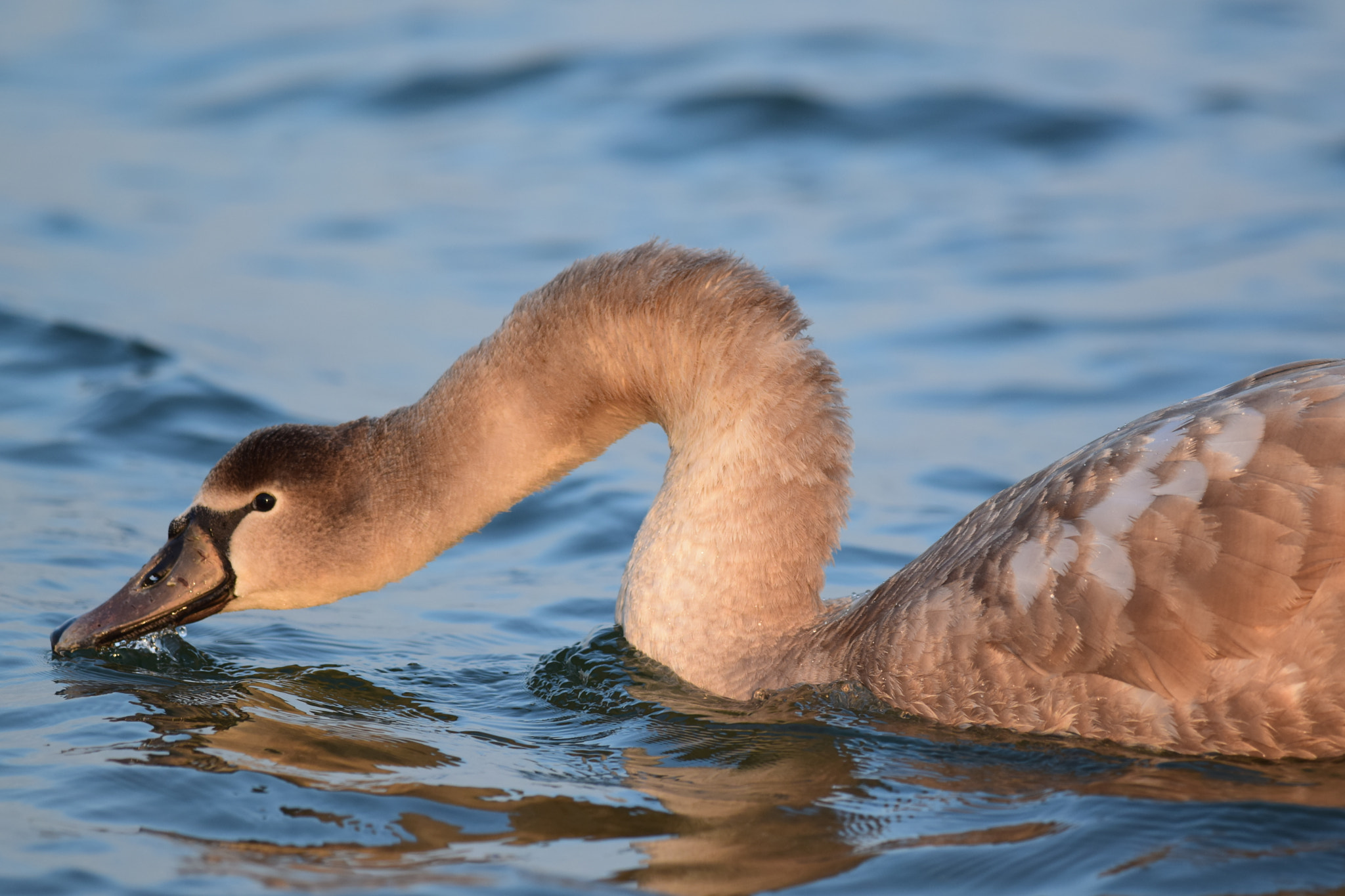 Nikon D5300 sample photo. Young swan. photography