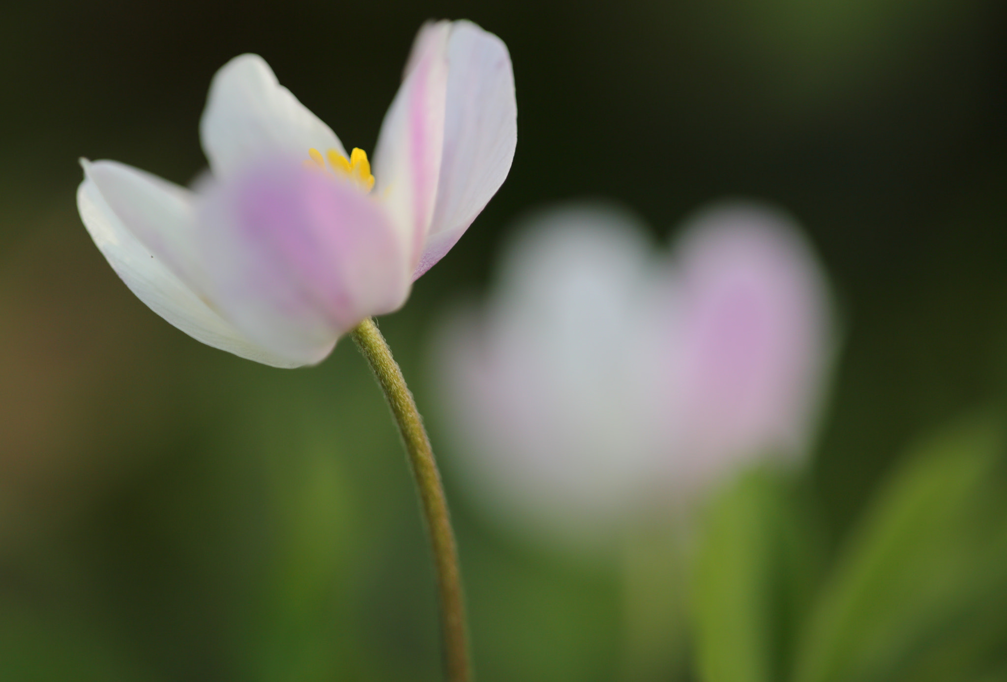 Sigma APO Macro 150mm f/2.8 EX DG HSM sample photo. Buschwindröschen photography