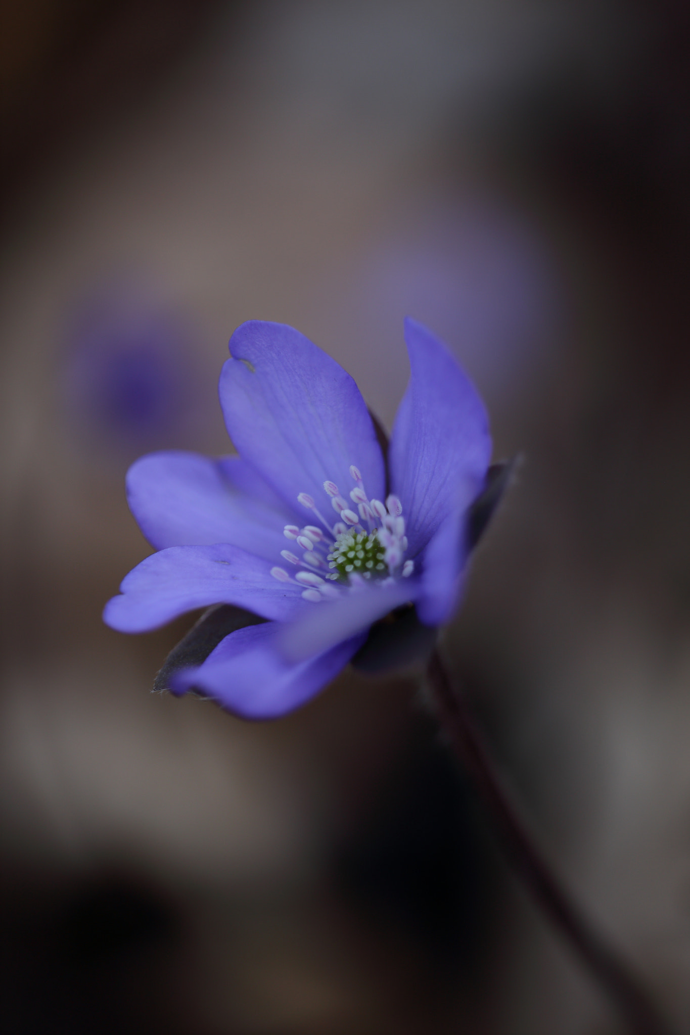 Sigma APO Macro 150mm f/2.8 EX DG HSM sample photo