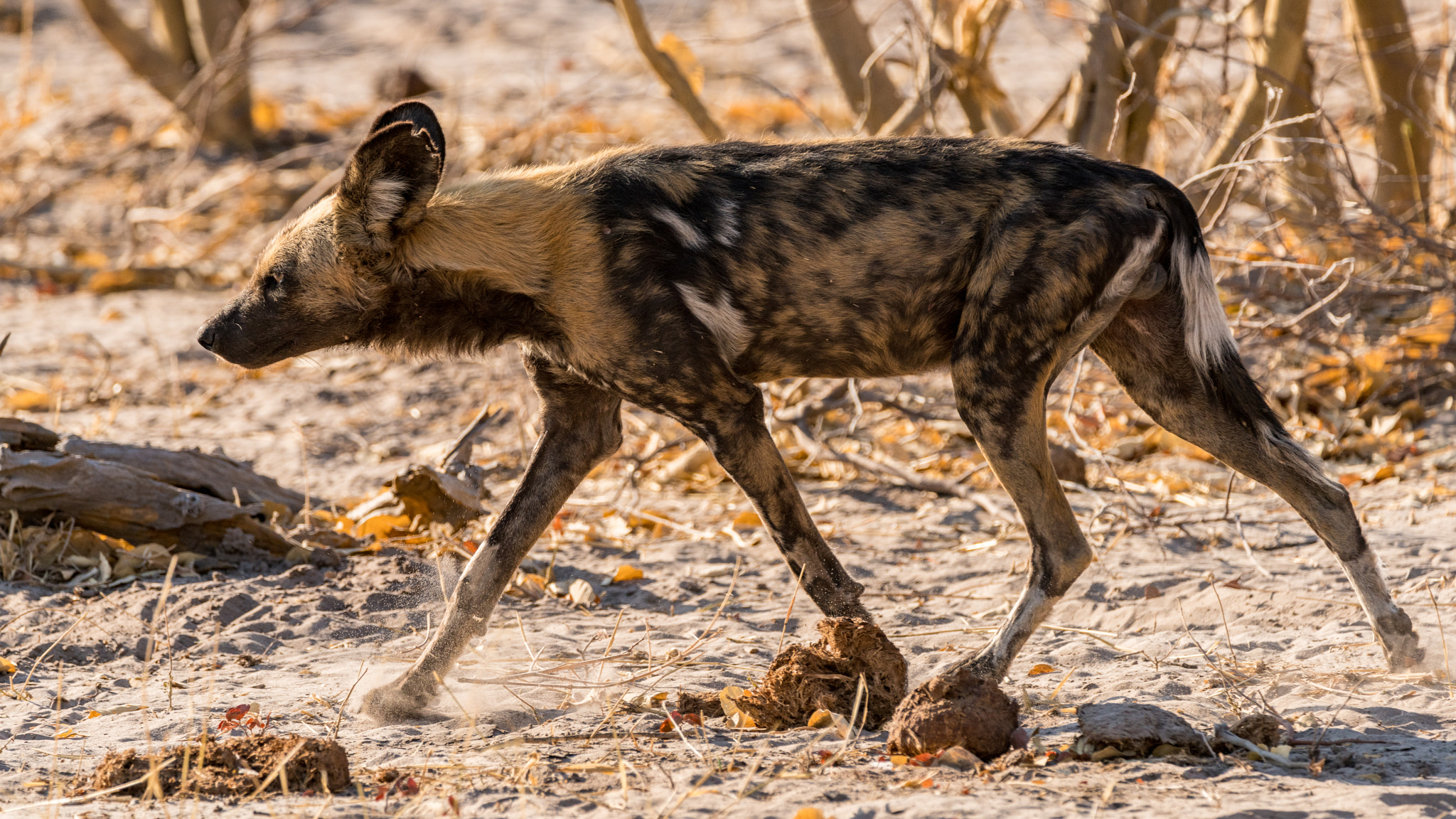 Sony a7R II sample photo. Wild dog moving off photography