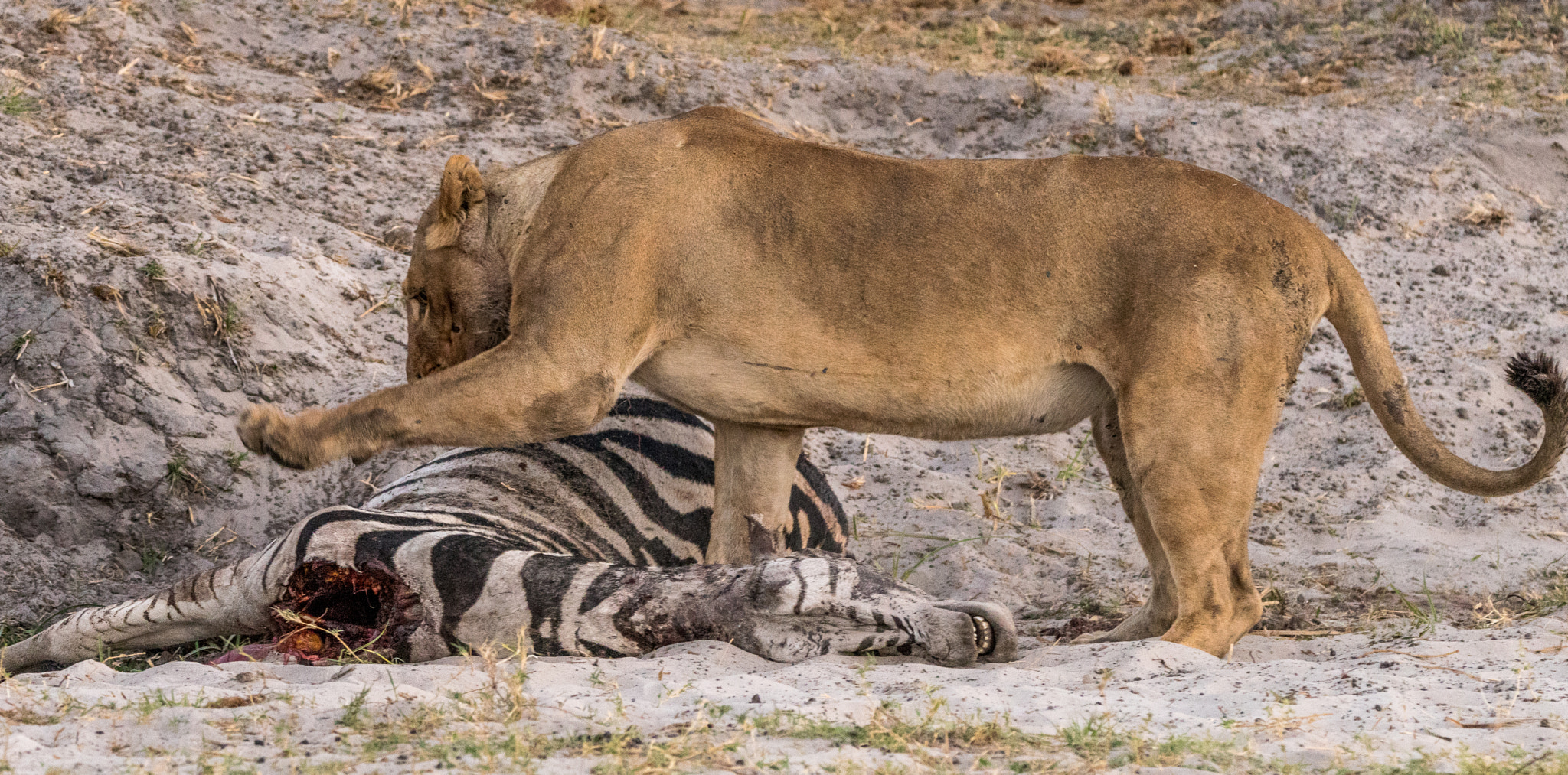 Sony a7R II + Tamron SP 150-600mm F5-6.3 Di VC USD sample photo. Lioness and her kill  photography