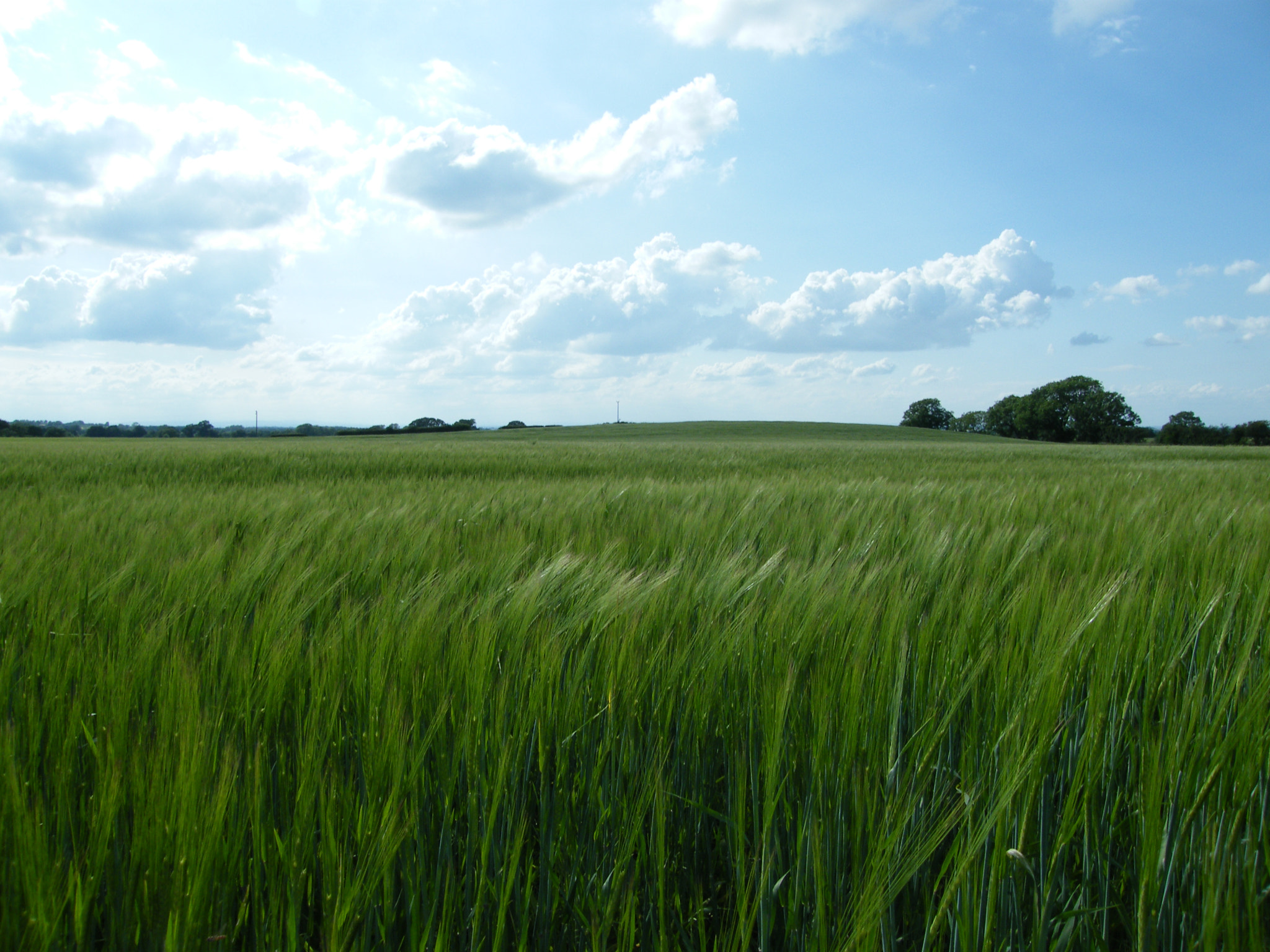 Fujifilm FinePix S8000fd sample photo. Field photography