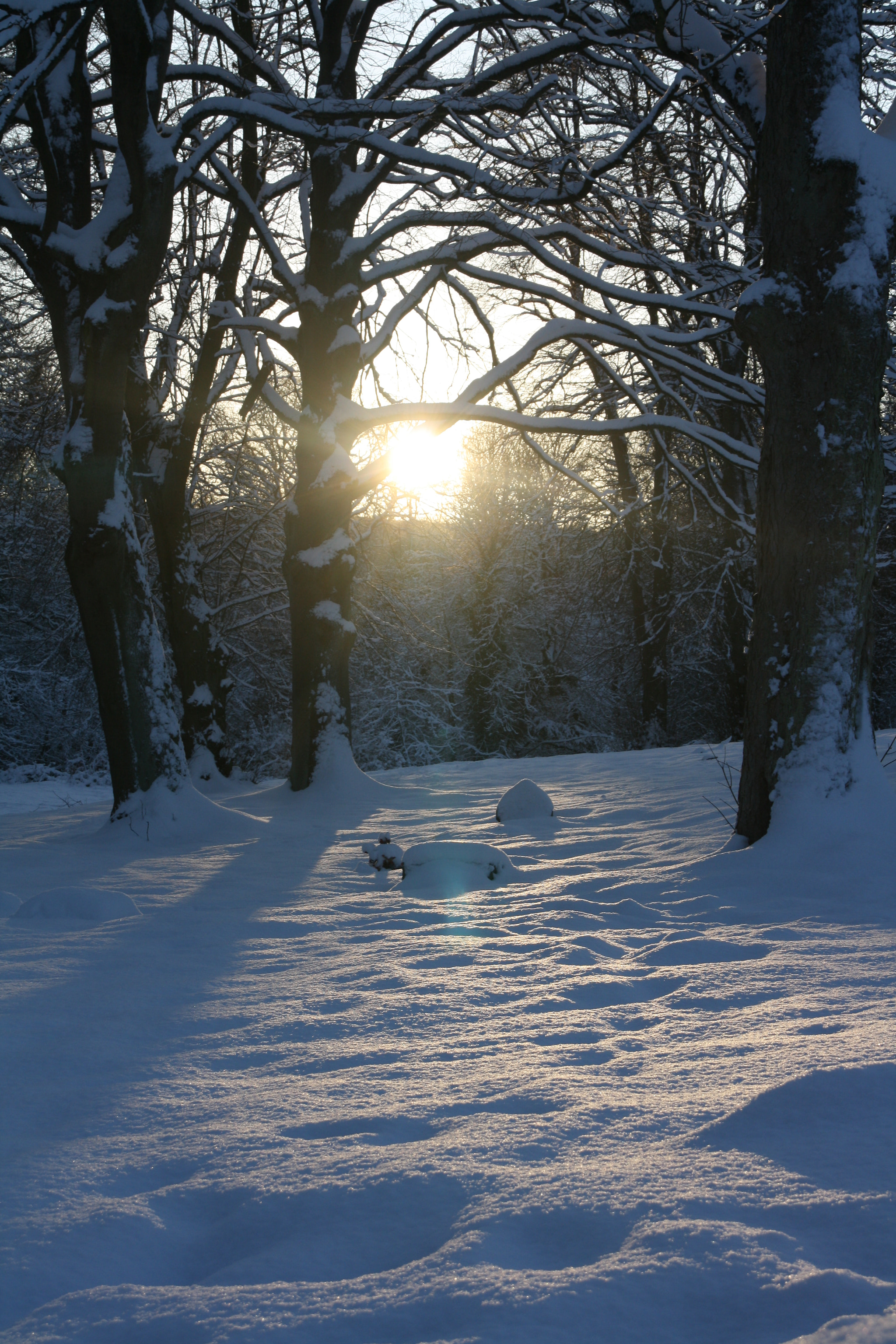 Canon EOS 1000D (EOS Digital Rebel XS / EOS Kiss F) sample photo. Snowy trees photography