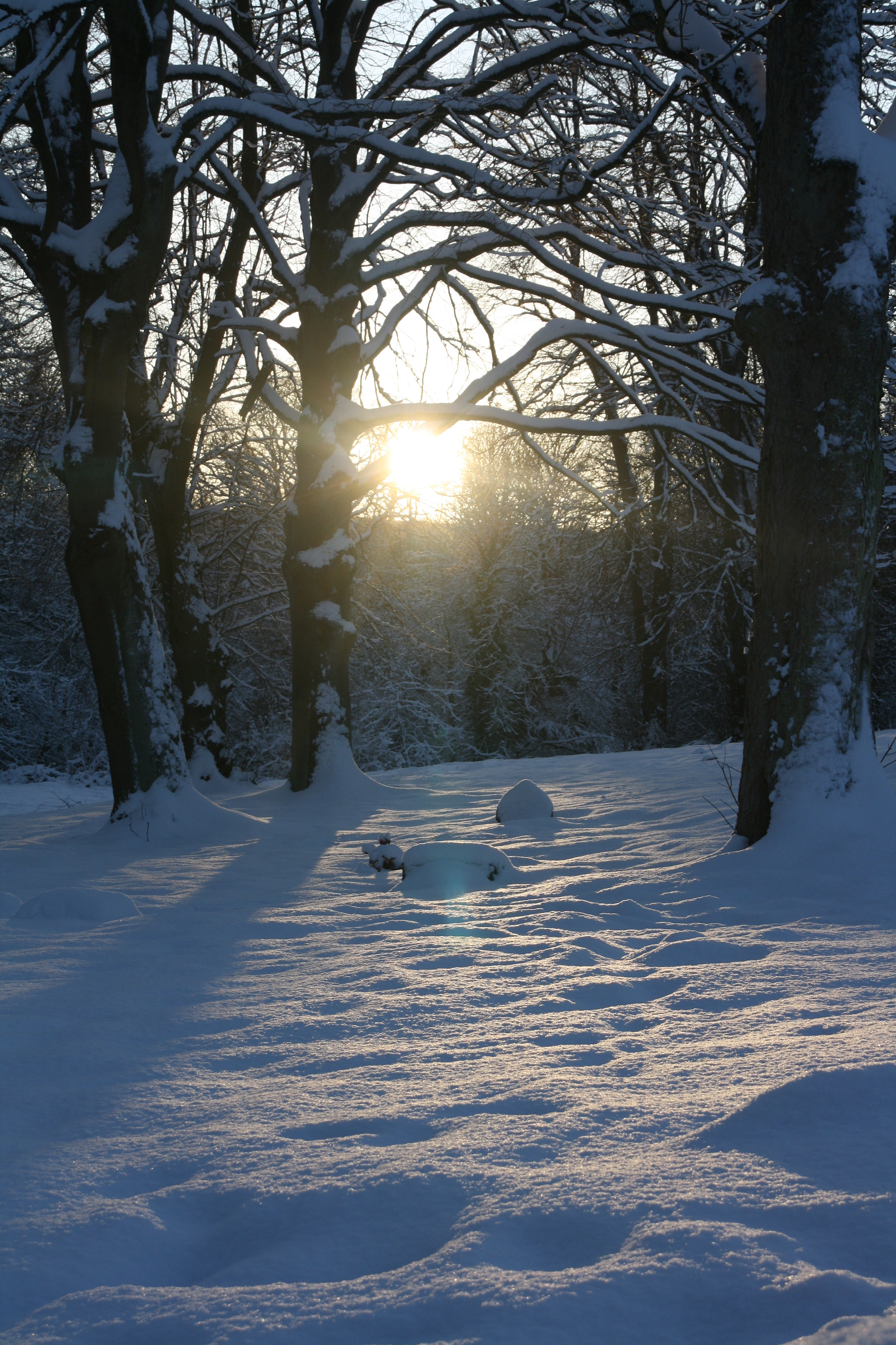 Sigma 18-200mm f/3.5-6.3 DC OS sample photo. Snowy trees photography
