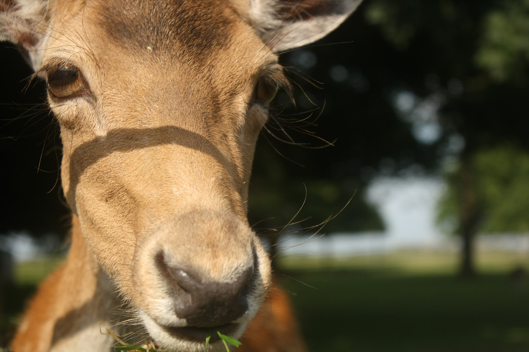 Canon EF-S 18-55mm F3.5-5.6 IS sample photo. Deer photography