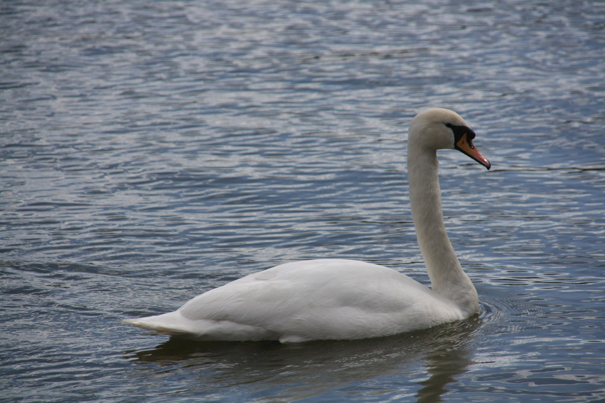 Sigma 18-200mm f/3.5-6.3 DC OS sample photo. Img photography