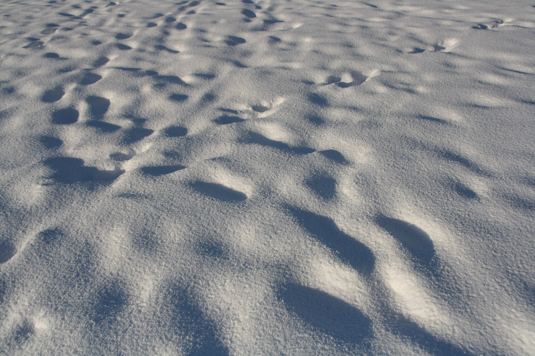 Sigma 18-200mm f/3.5-6.3 DC OS sample photo. Img photography