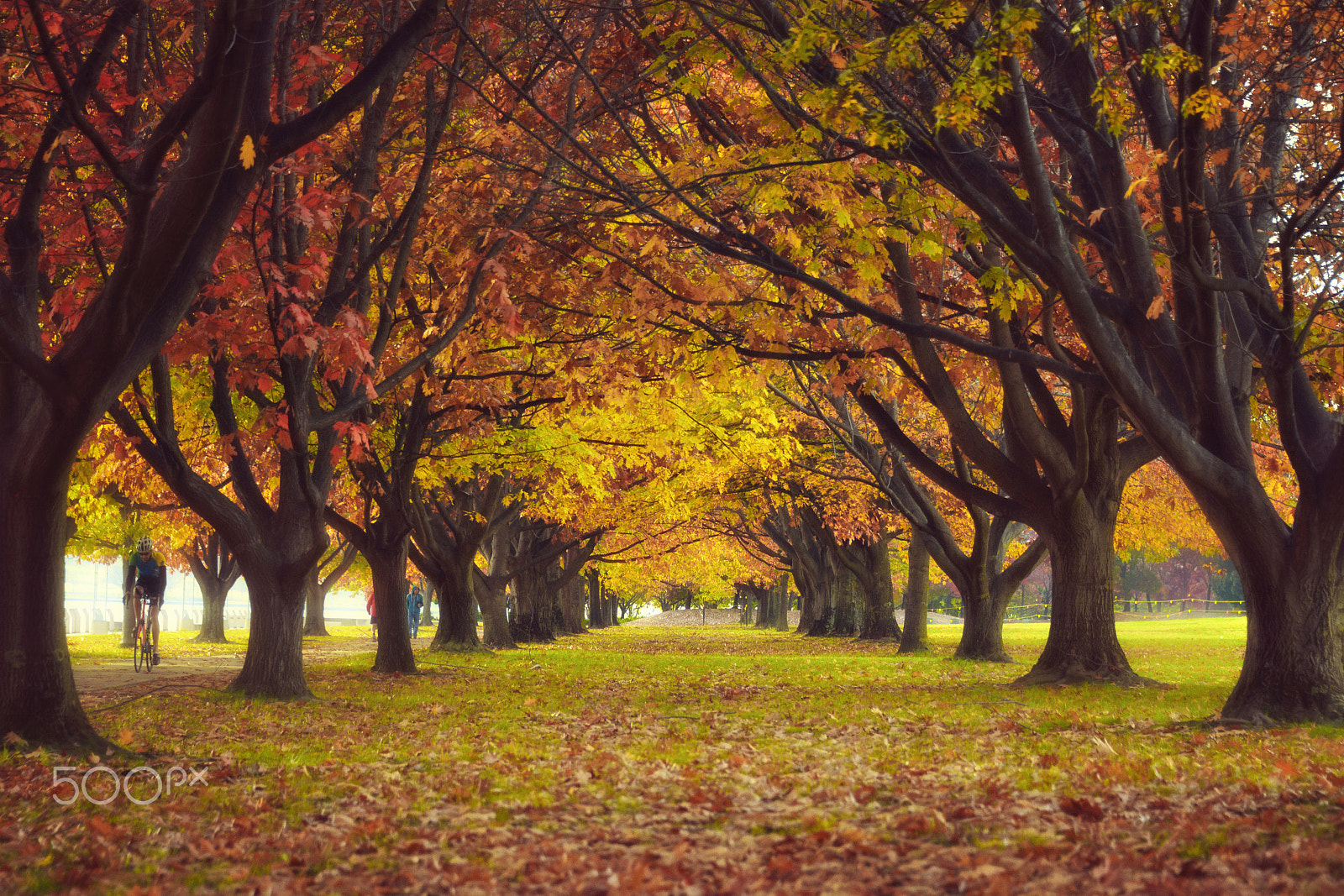Nikon D800E sample photo. Autumn in canberra photography