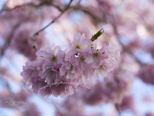 Olympus OM-D E-M10 sample photo. Pastel pink blossom photography