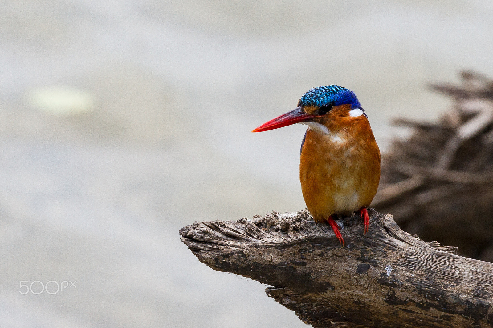 Canon EOS 7D + Canon EF 100-400mm F4.5-5.6L IS II USM sample photo. Malachite kingfisher in mikumi photography