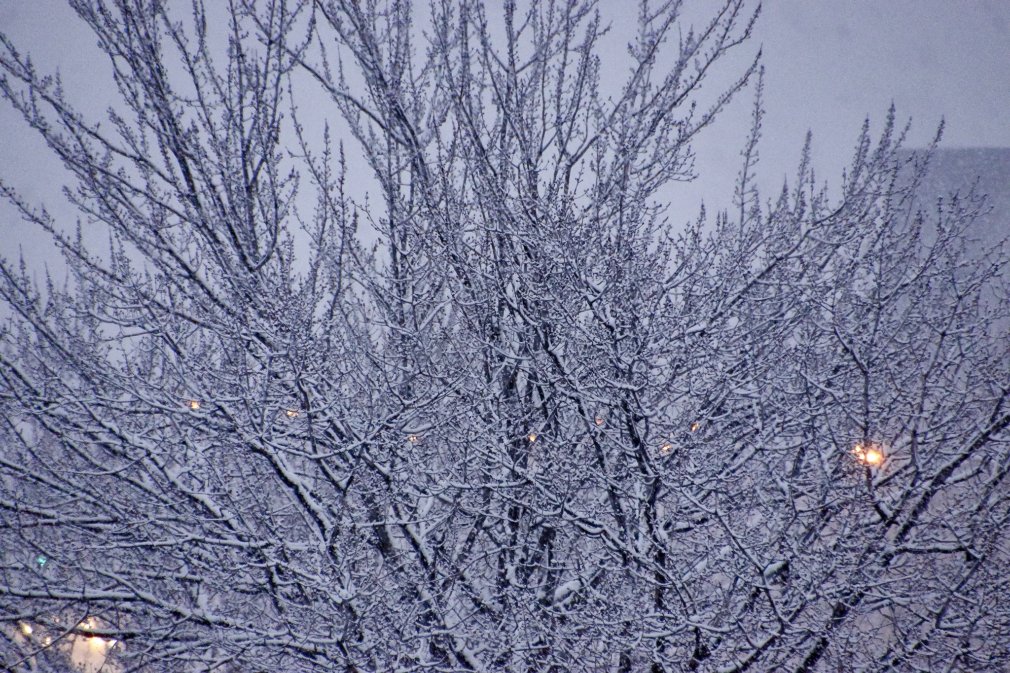Sony SLT-A65 (SLT-A65V) sample photo. Neige dans les arbres #montreal photography