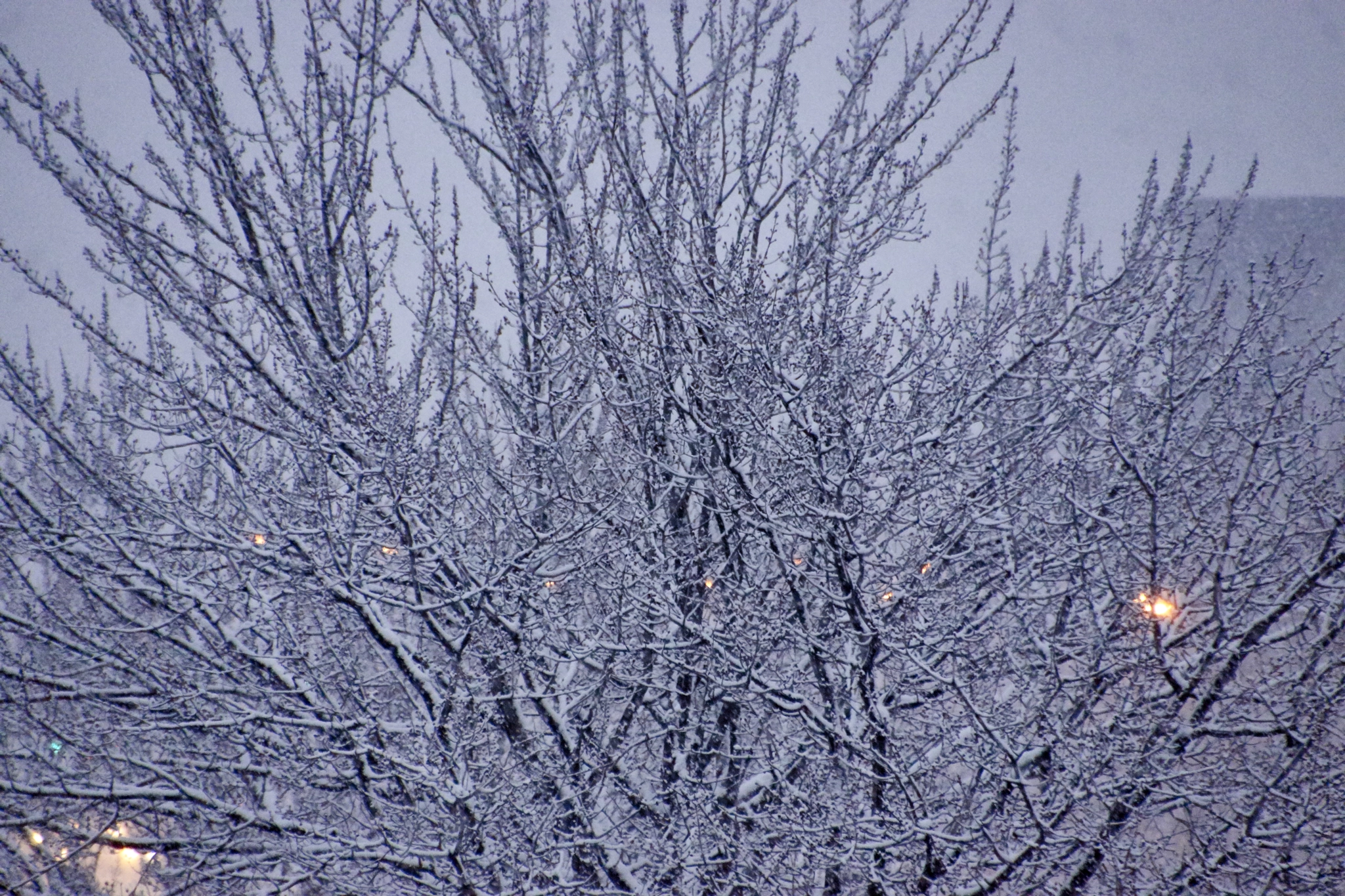 Sony SLT-A65 (SLT-A65V) + DT 18-270mm F3.5-6.3 SSM sample photo. Neige dans les arbres #montreal photography