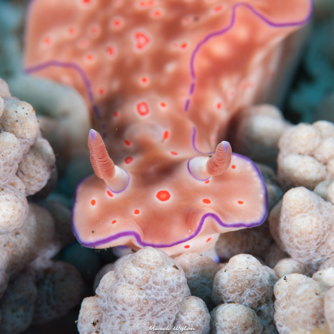 Nikon AF-S Micro-Nikkor 105mm F2.8G IF-ED VR sample photo. Risbecia | bali-komodo | 2008.09.15 photography