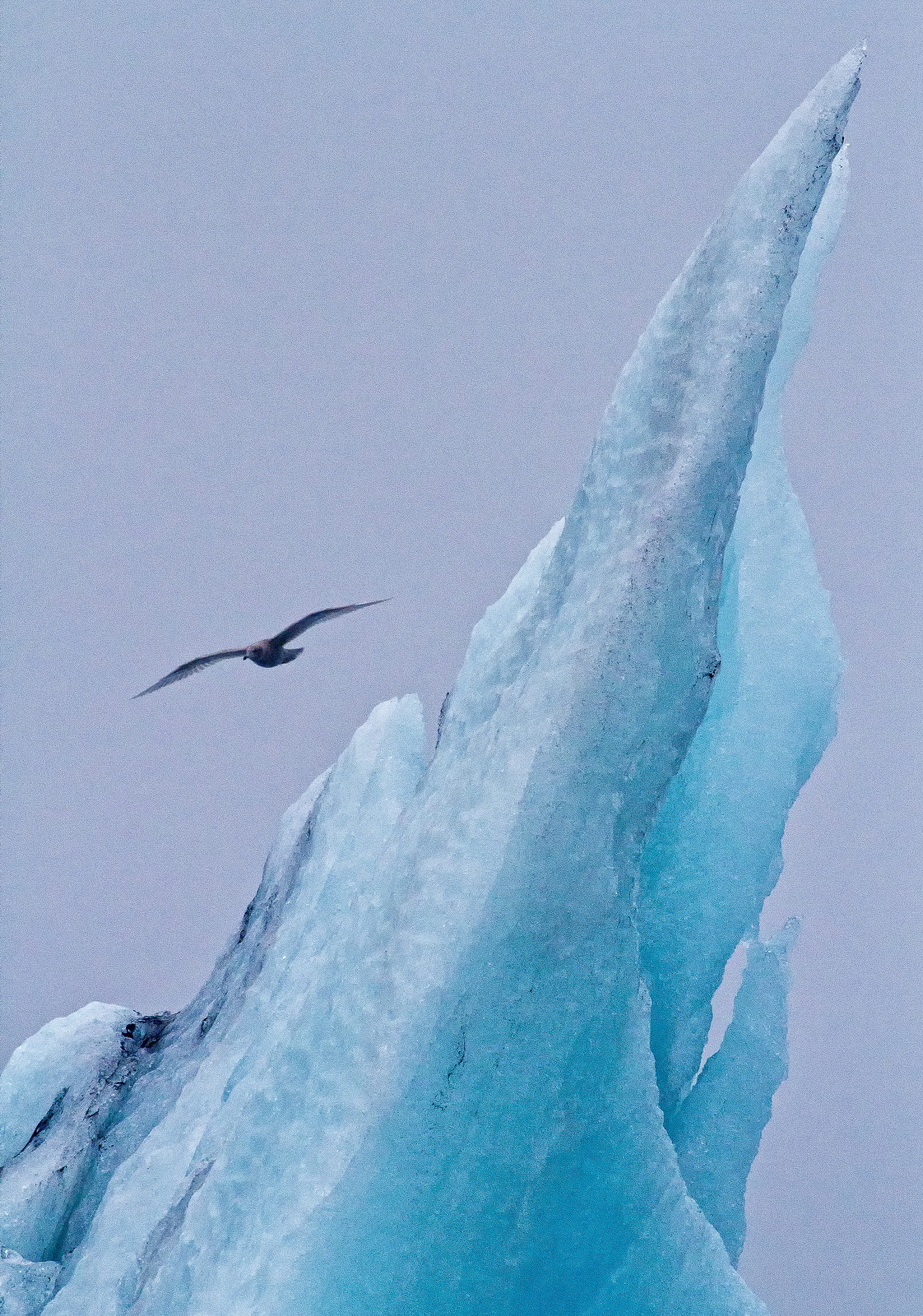 Canon EOS 7D + Canon EF 400mm F5.6L USM sample photo. Gull over jokulsarlon photography