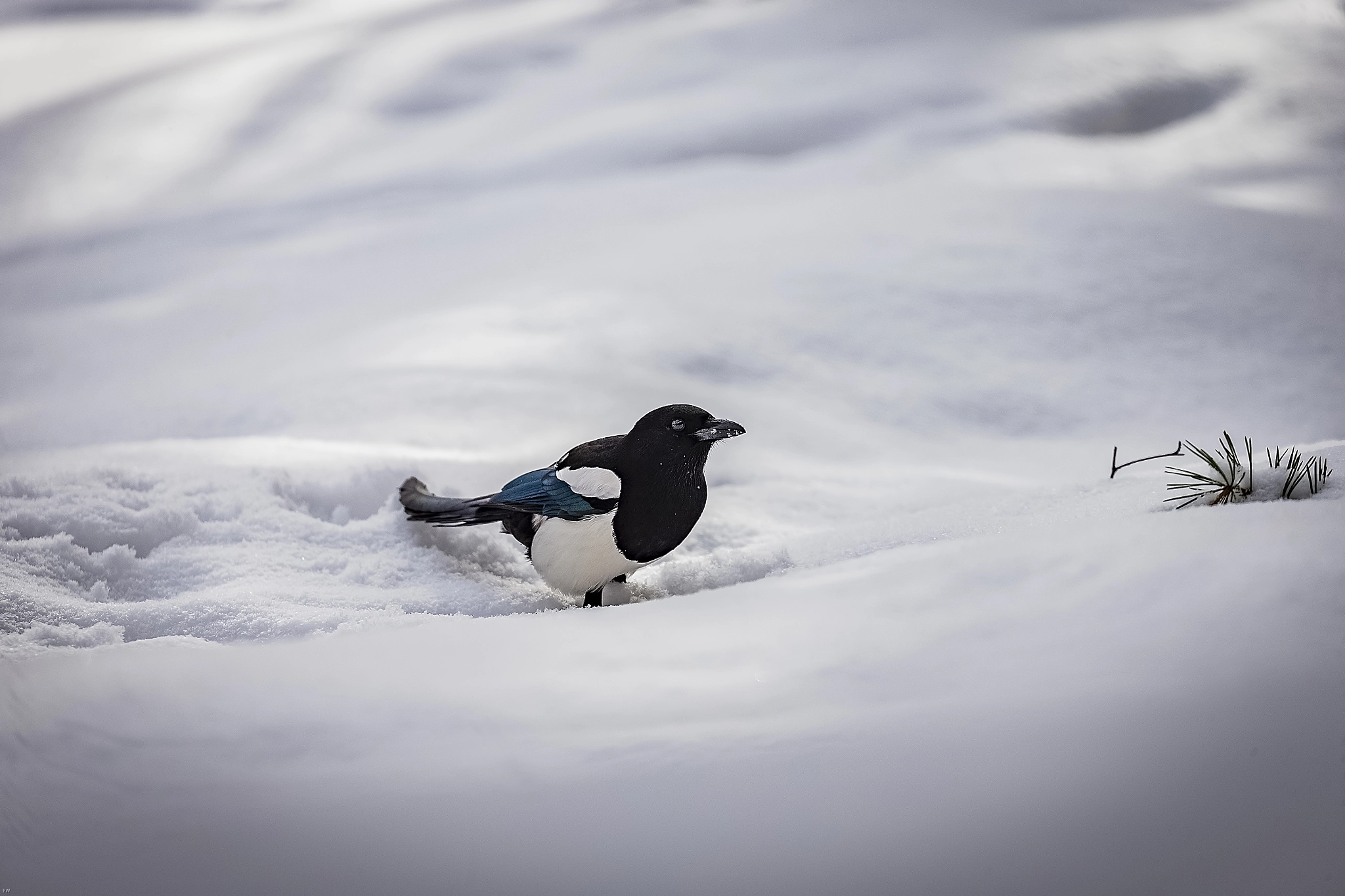 Canon EOS-1D X sample photo. Snow bird photography