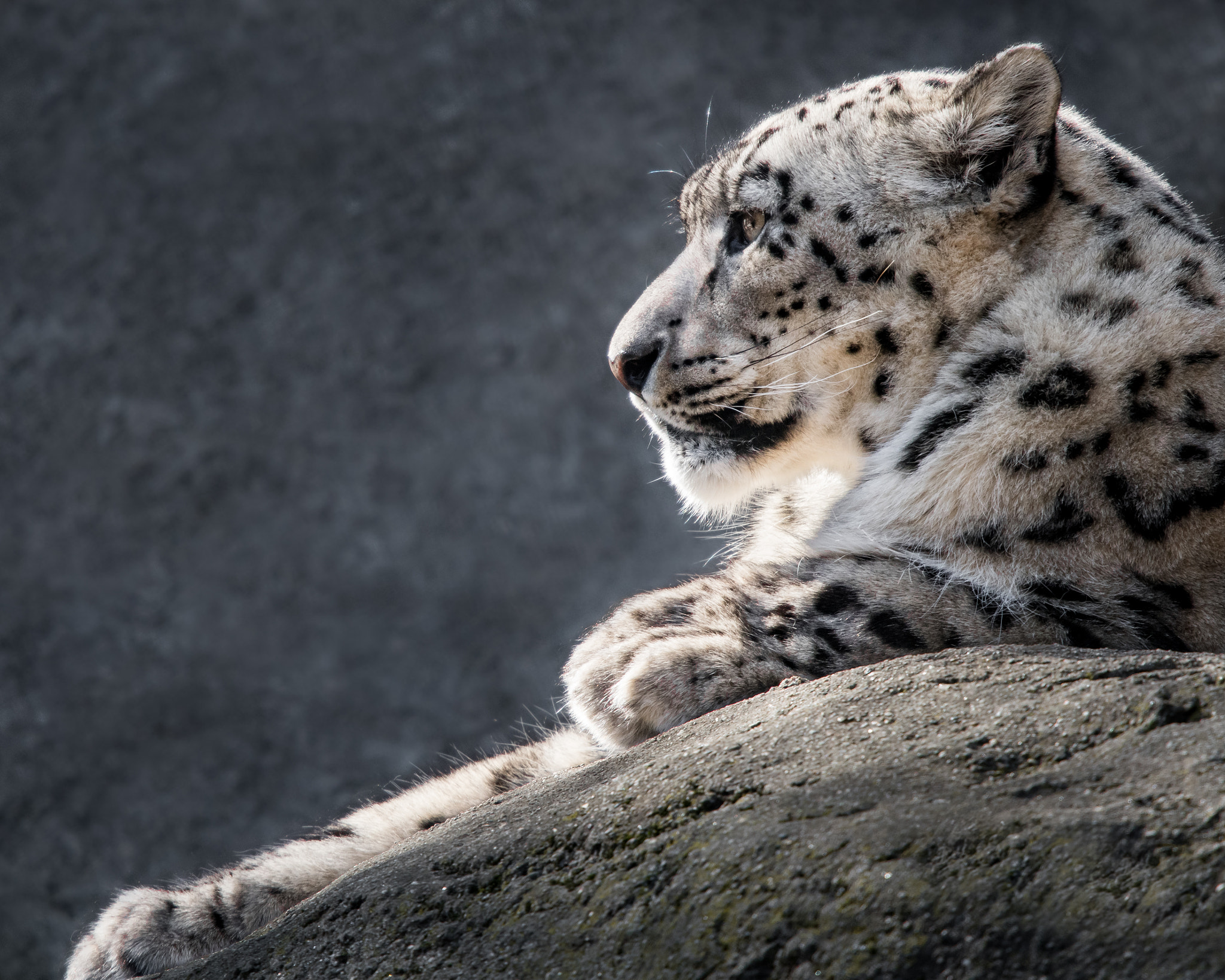 Nikon Nikkor AF-S 300mm F4E PF ED VR sample photo. Snow leopard xxxi photography