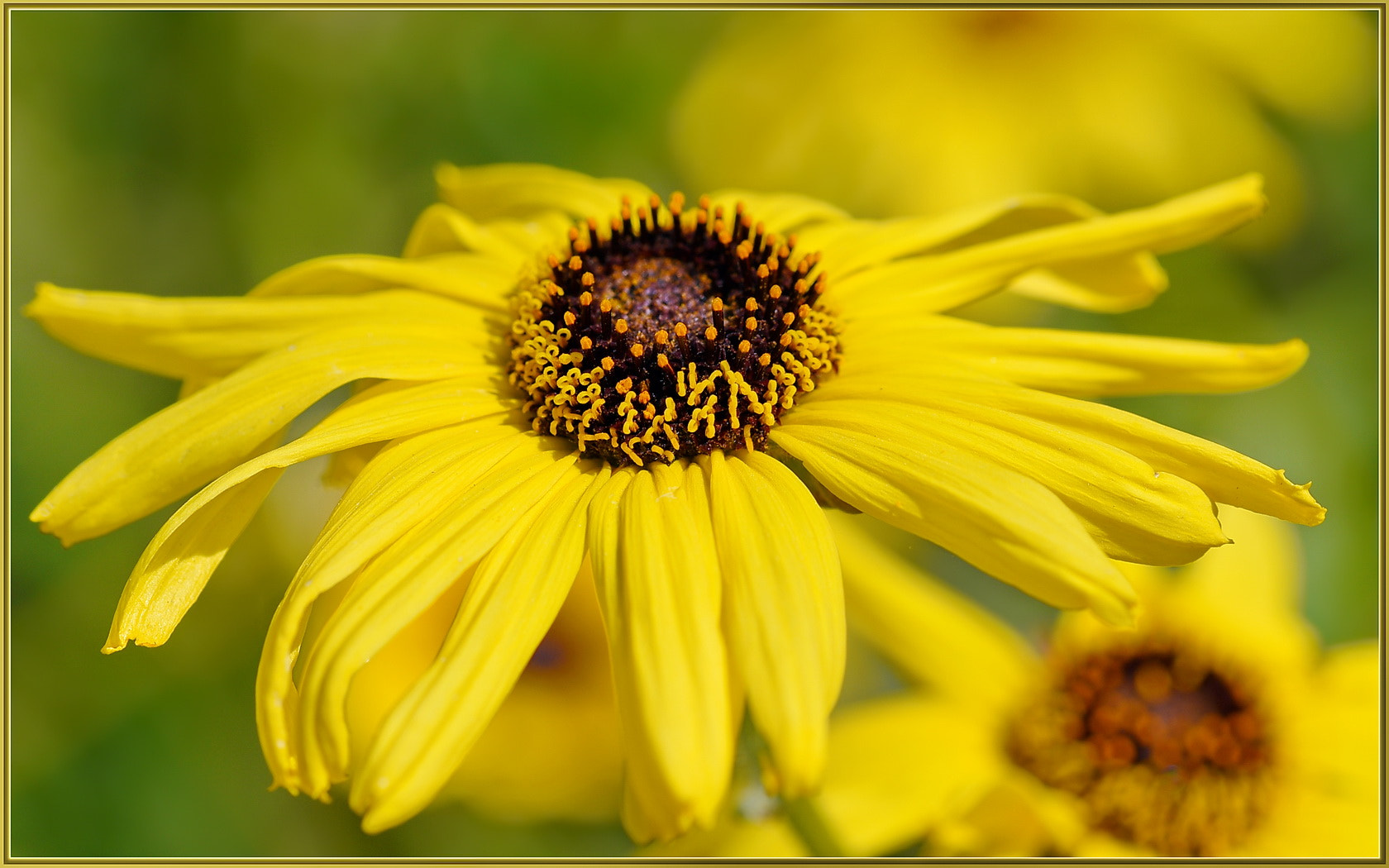 Sigma 105mm F2.8 EX DG OS HSM sample photo. Maximum yellow factor photography