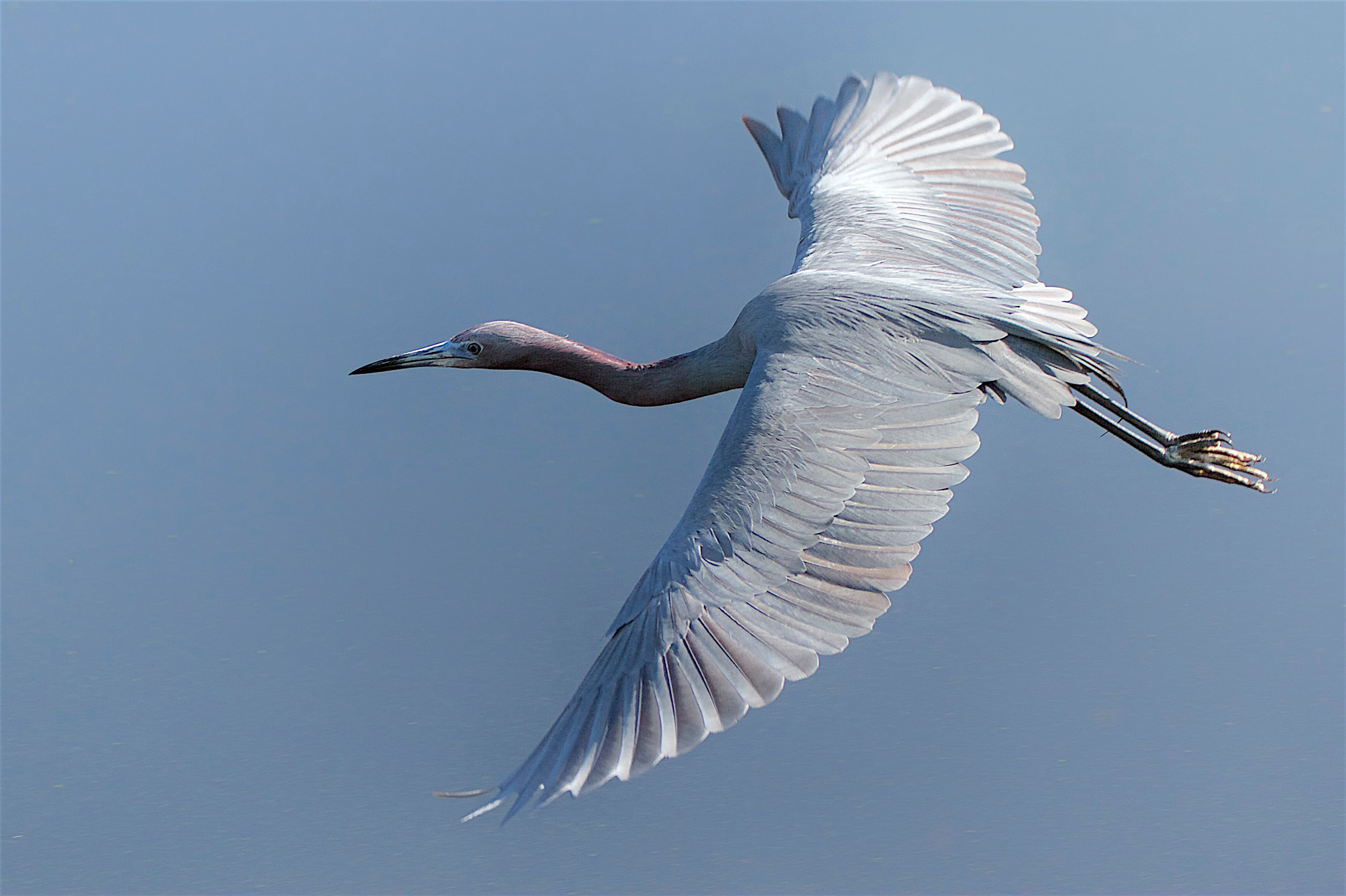Canon EF 70-300mm F4-5.6L IS USM sample photo. Little blue heron photography