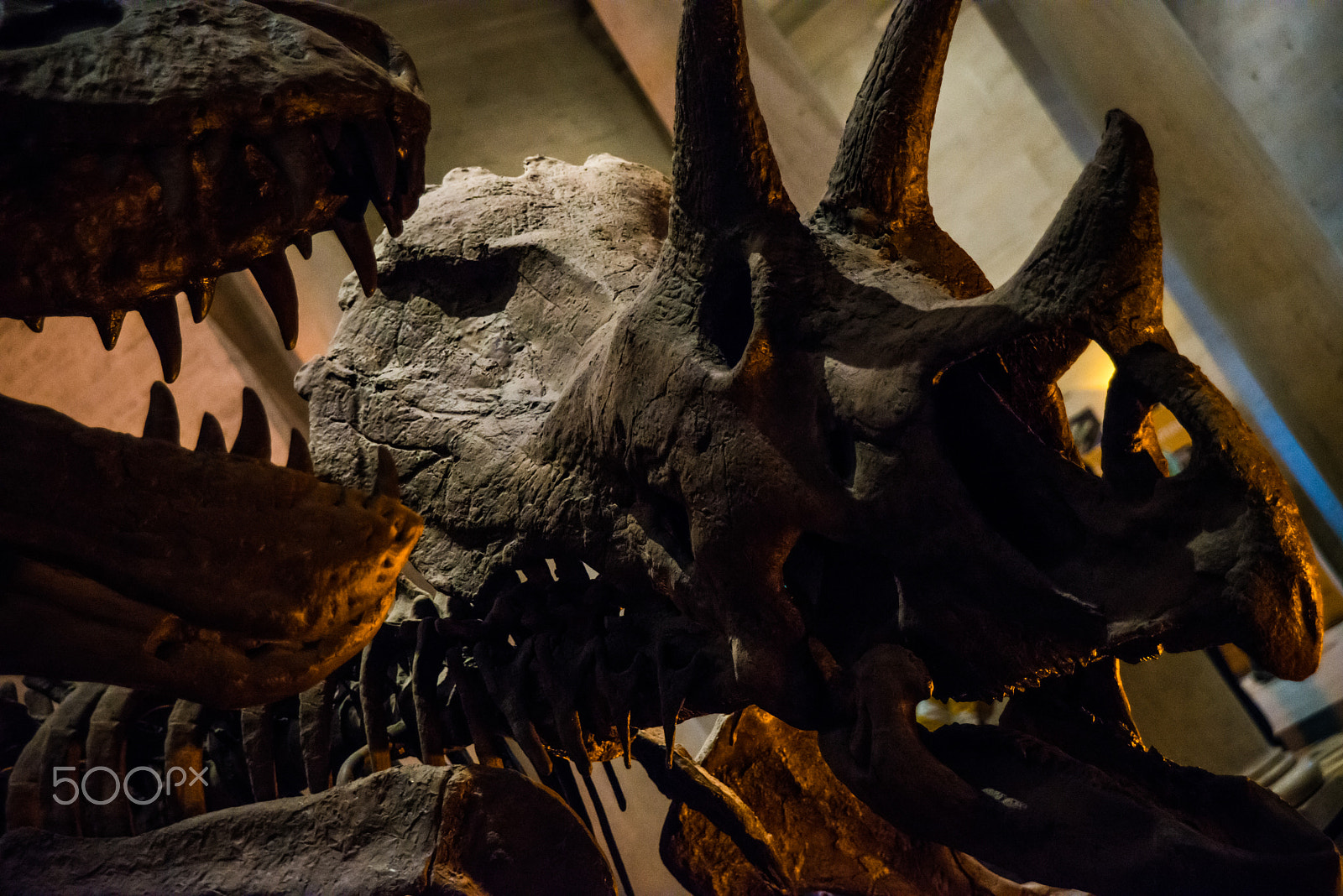 Nikon AF Nikkor 24-85mm F2.8-4D IF sample photo. National history museum photography