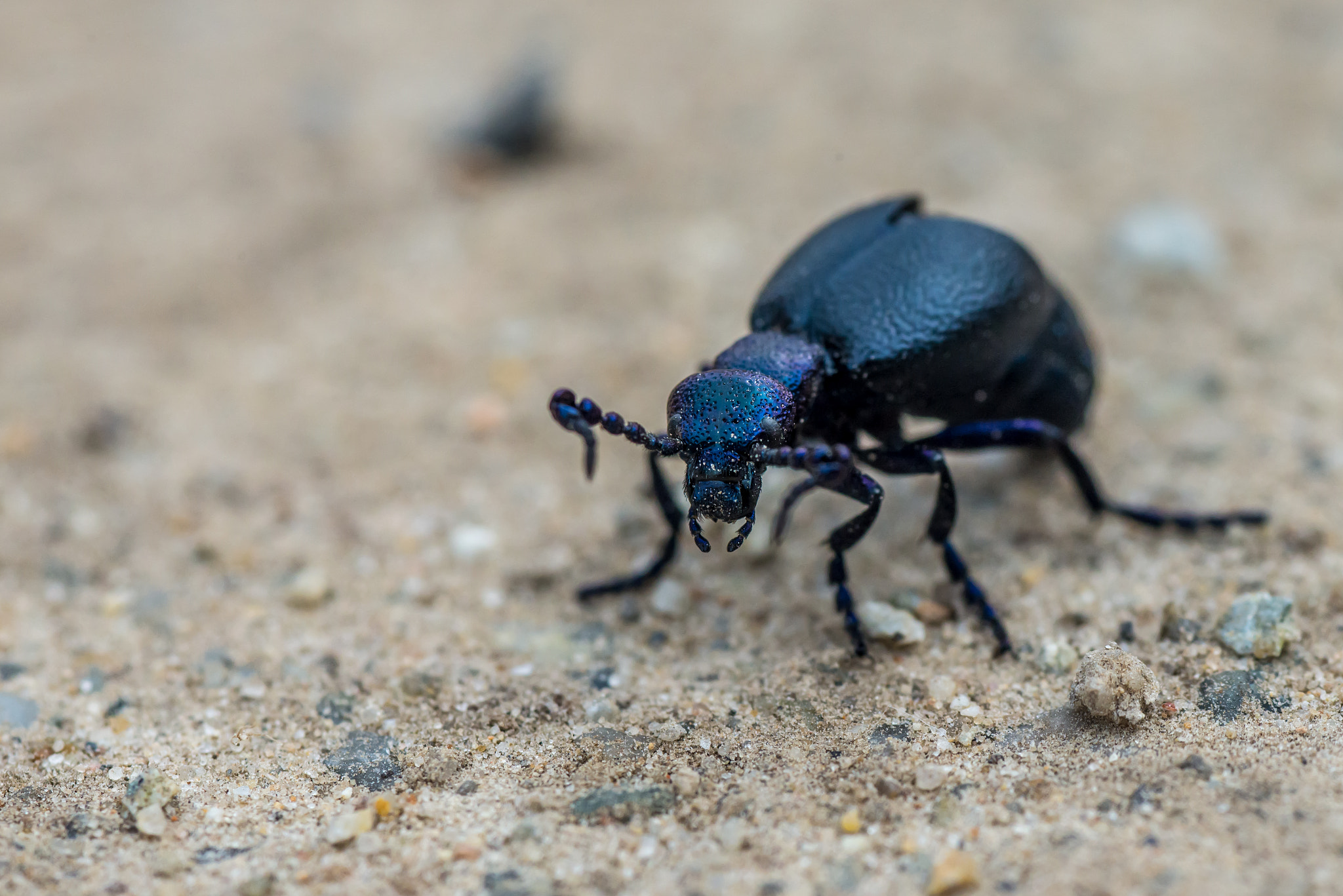 Nikon D610 + AF Micro-Nikkor 105mm f/2.8 sample photo. Meloe violaceus on dirt lane photography