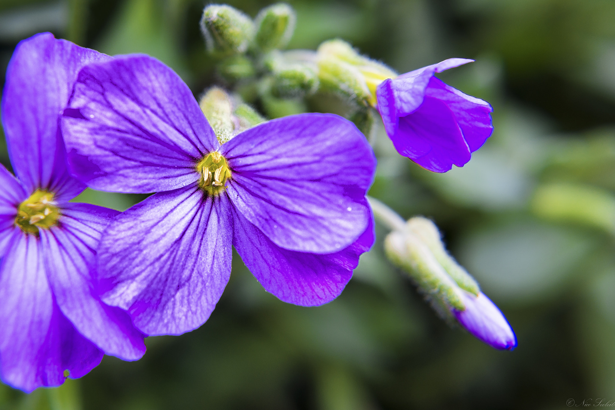Sigma 18-35mm F1.8 DC HSM Art sample photo. Flower macro photography