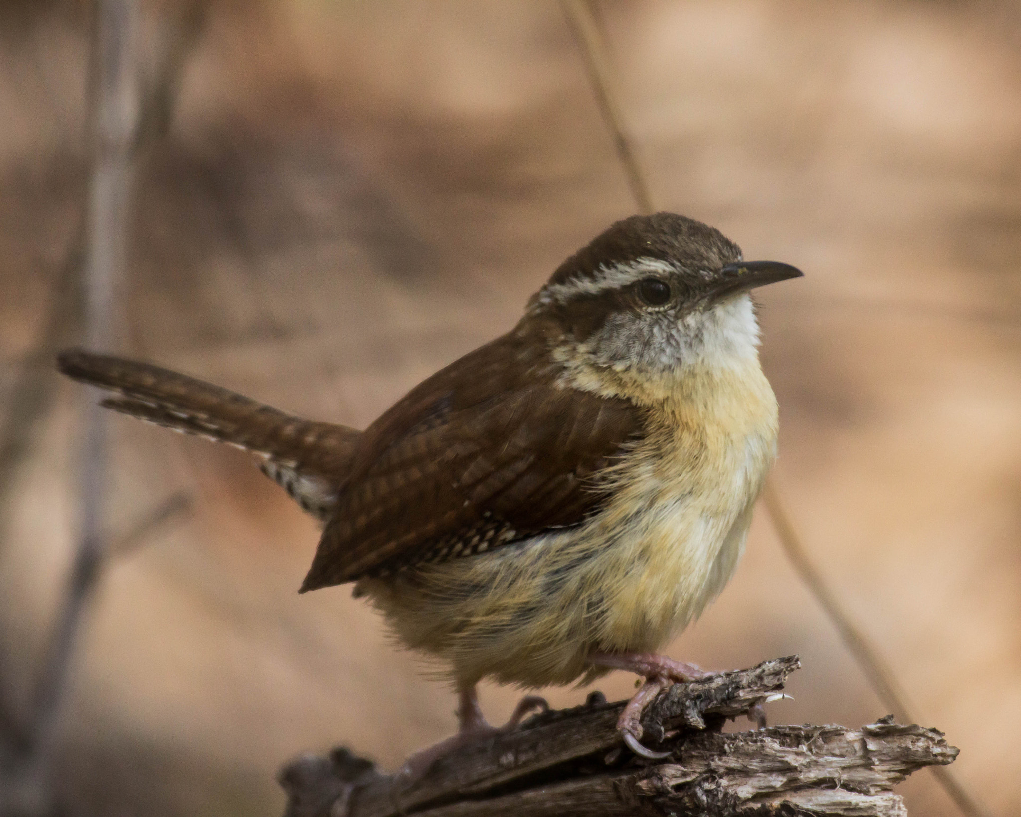Canon EF 100-400mm F4.5-5.6L IS USM sample photo