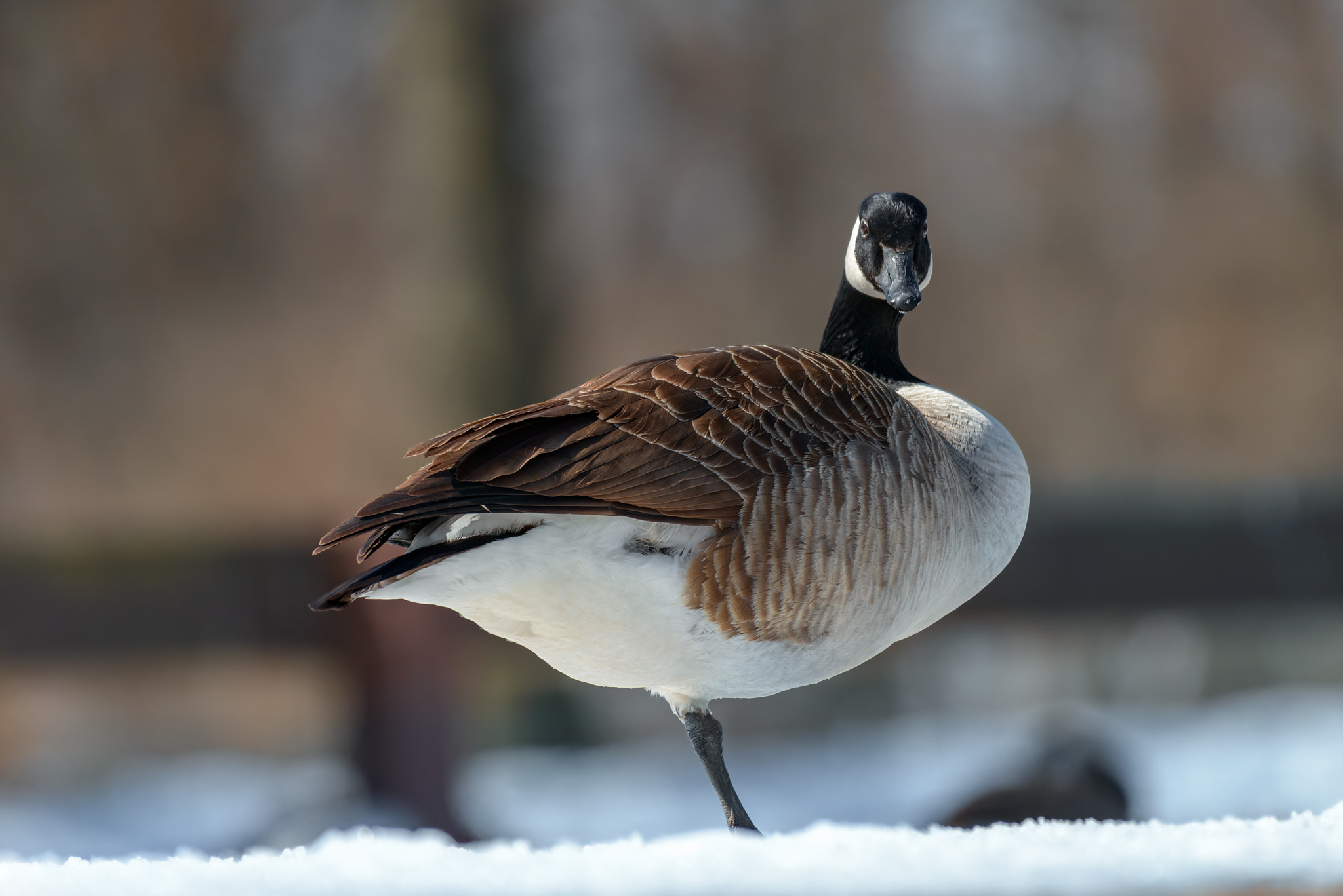 Nikon AF-S Nikkor 200-500mm F5.6E ED VR sample photo. Canada goose photography