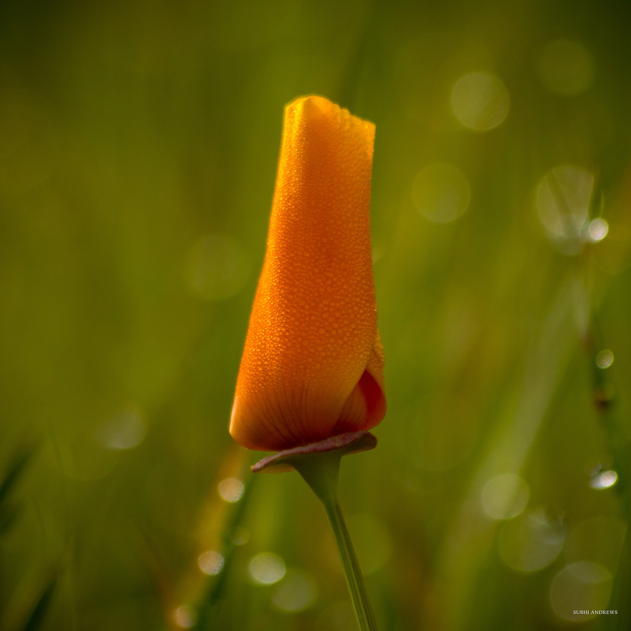 Canon EF 70-300mm F4-5.6 IS USM sample photo. California poppy photography