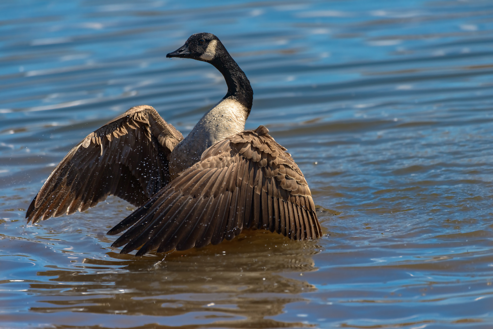Nikon AF-S Nikkor 200-500mm F5.6E ED VR sample photo. Canada goose photography