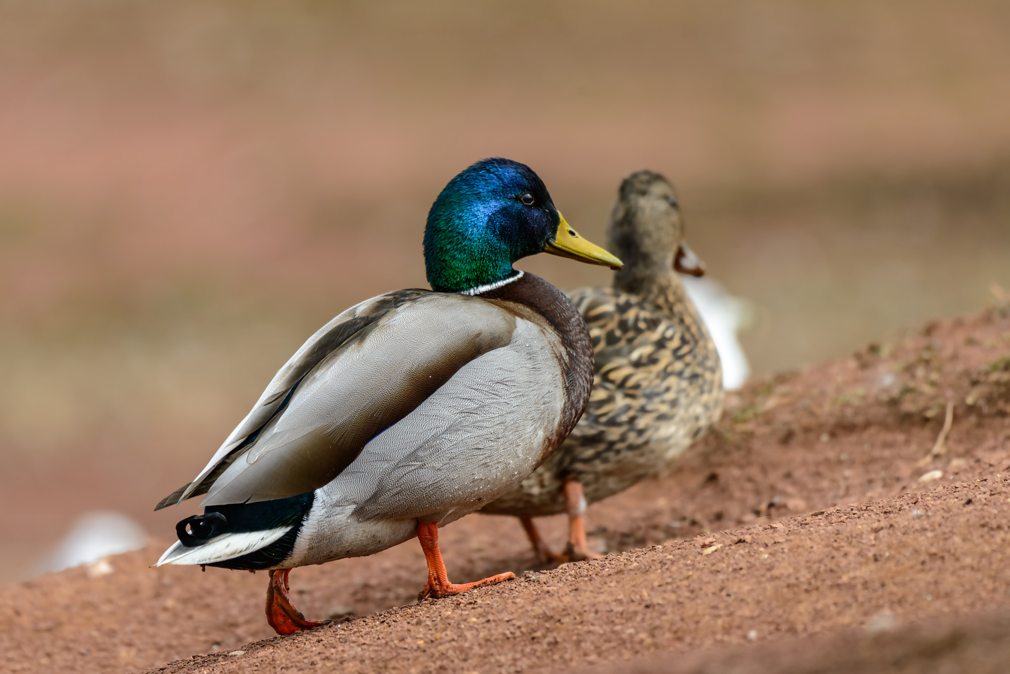 Nikon AF-S Nikkor 200-500mm F5.6E ED VR sample photo. Mallard ducks photography