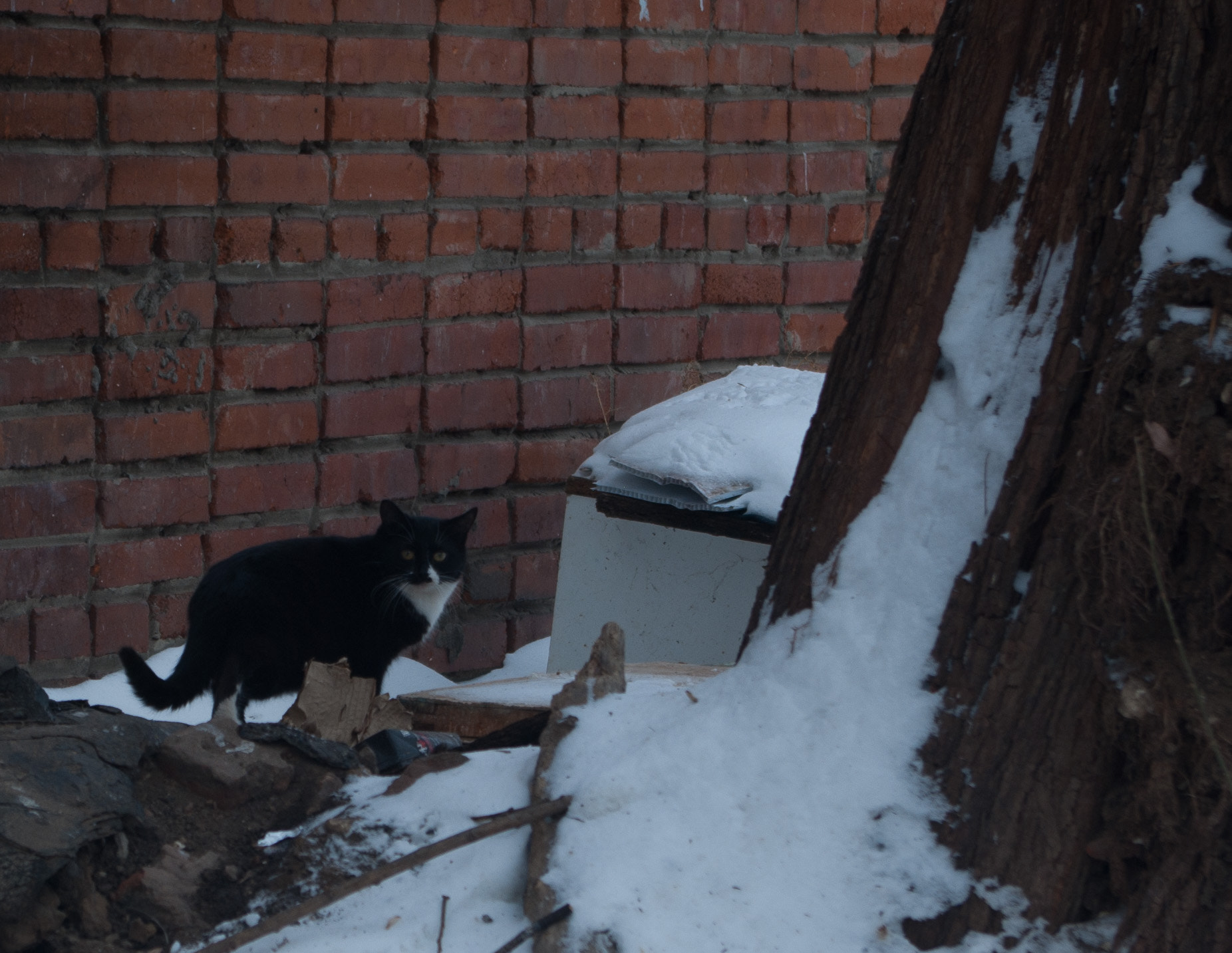 Pentax K10D sample photo. Lone, sad, cat... photography